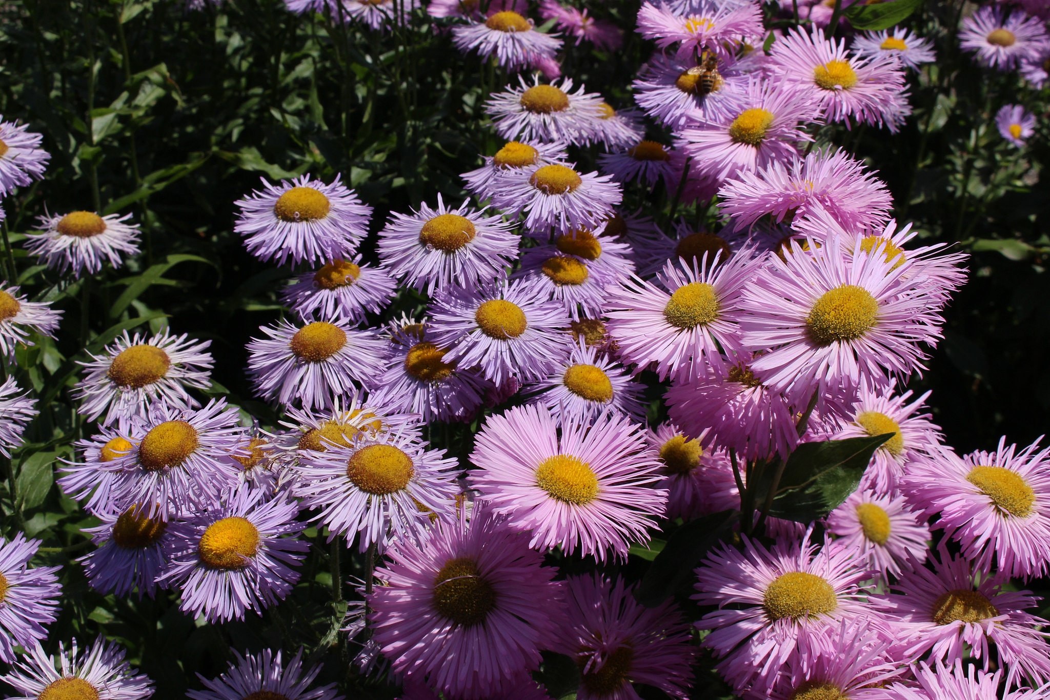 请写一篇数量性状位点QTL研究进展‘的综述并引用10篇科技文献字数1000