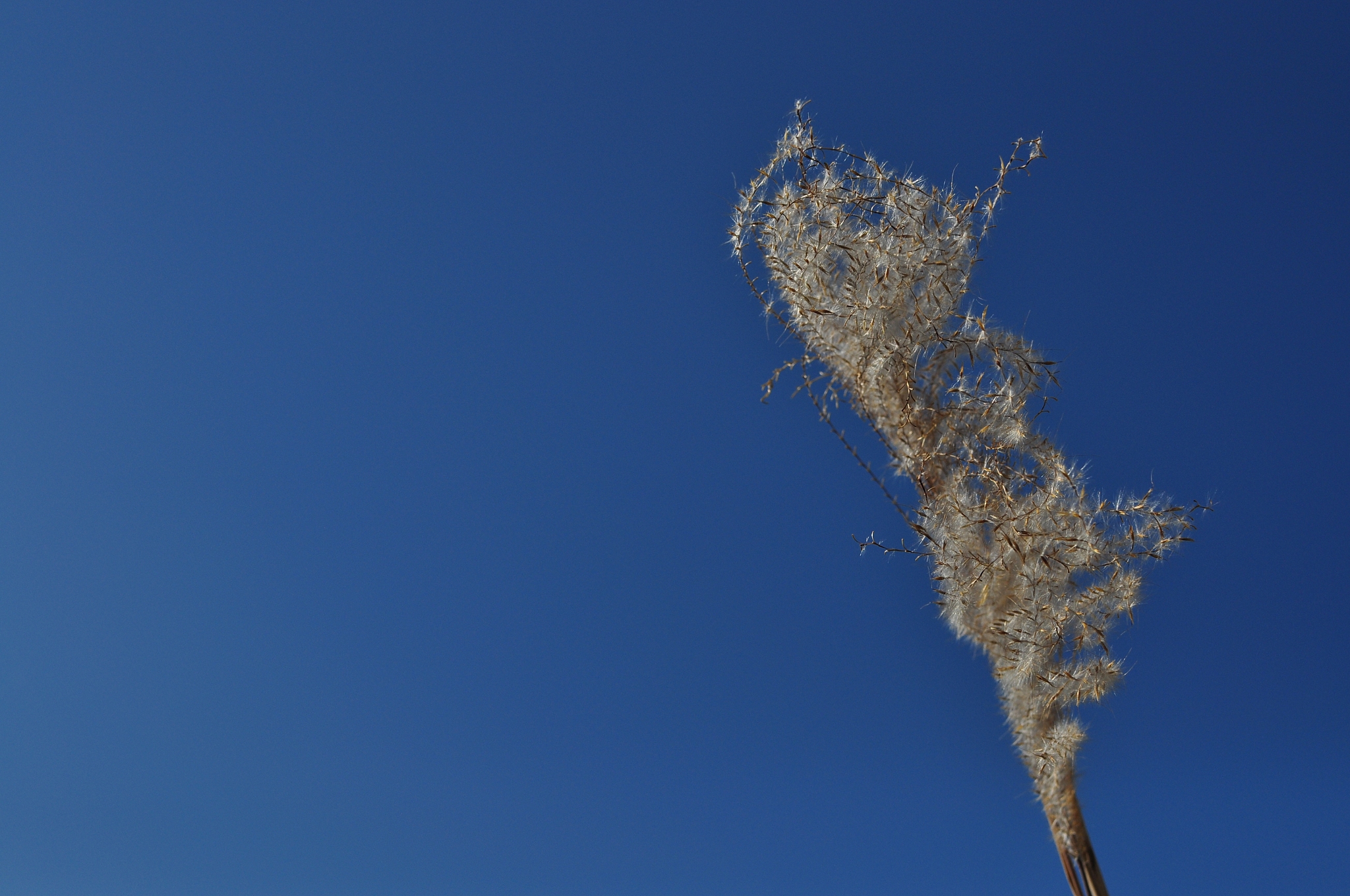 miscanthus in korea world cup park