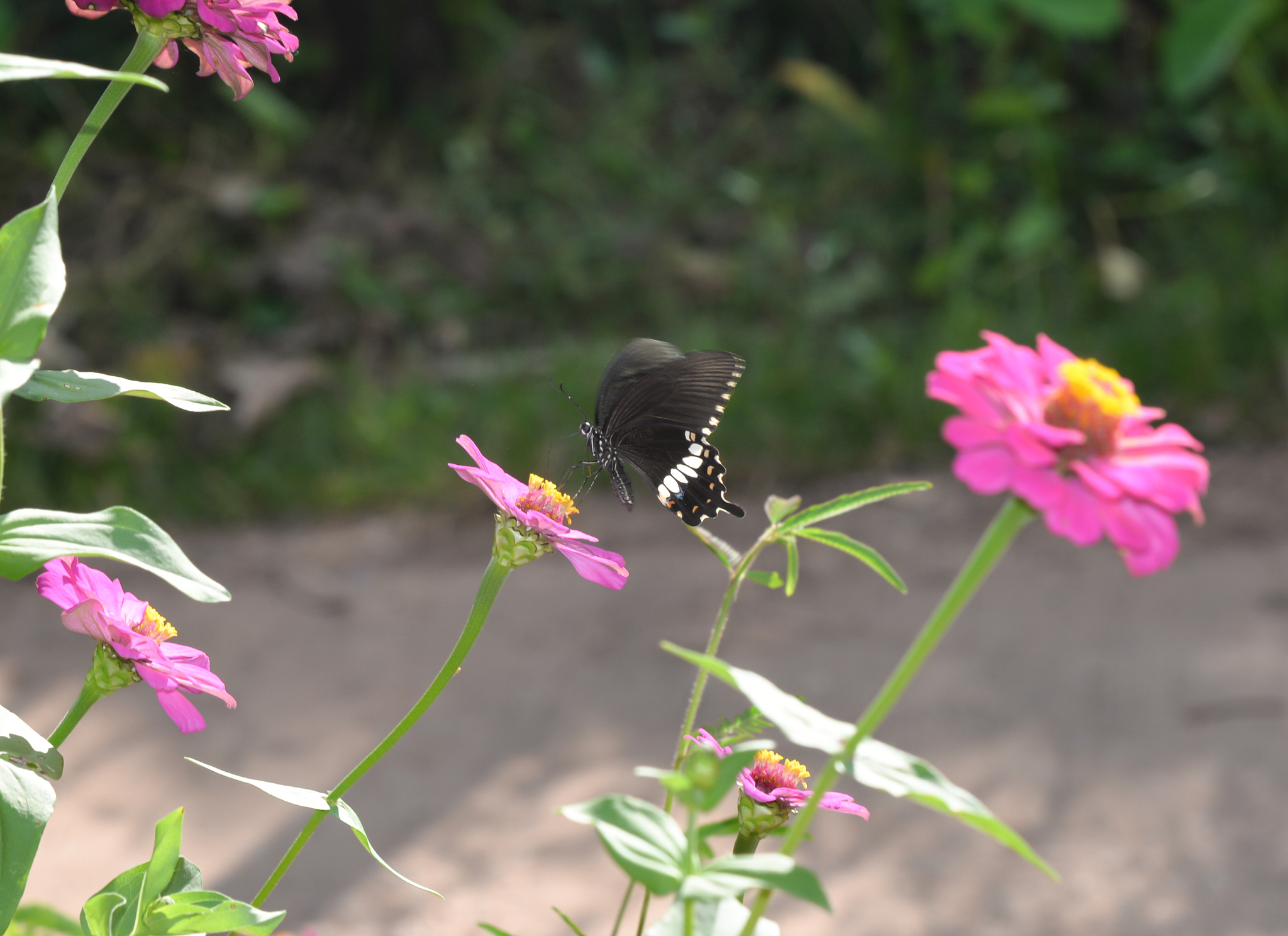 云南省林业学校2021年招生专业介绍 -  林学、园林、森林资源保护等