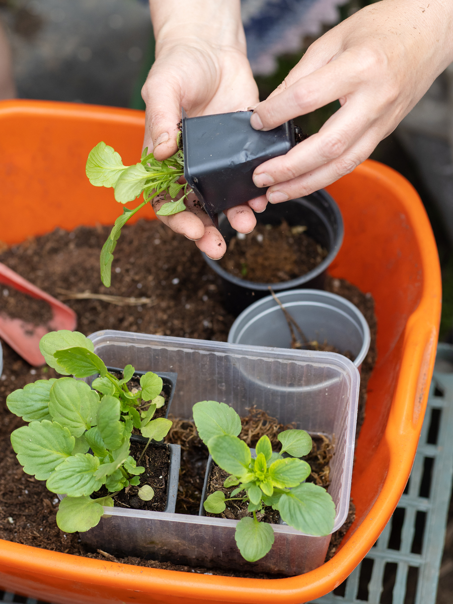 花换盆后什么时候浇水？如何避免烂根400字