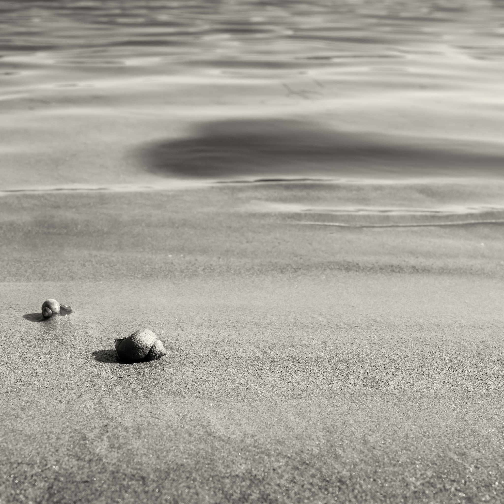 river seashells.apprehension.monochrome.