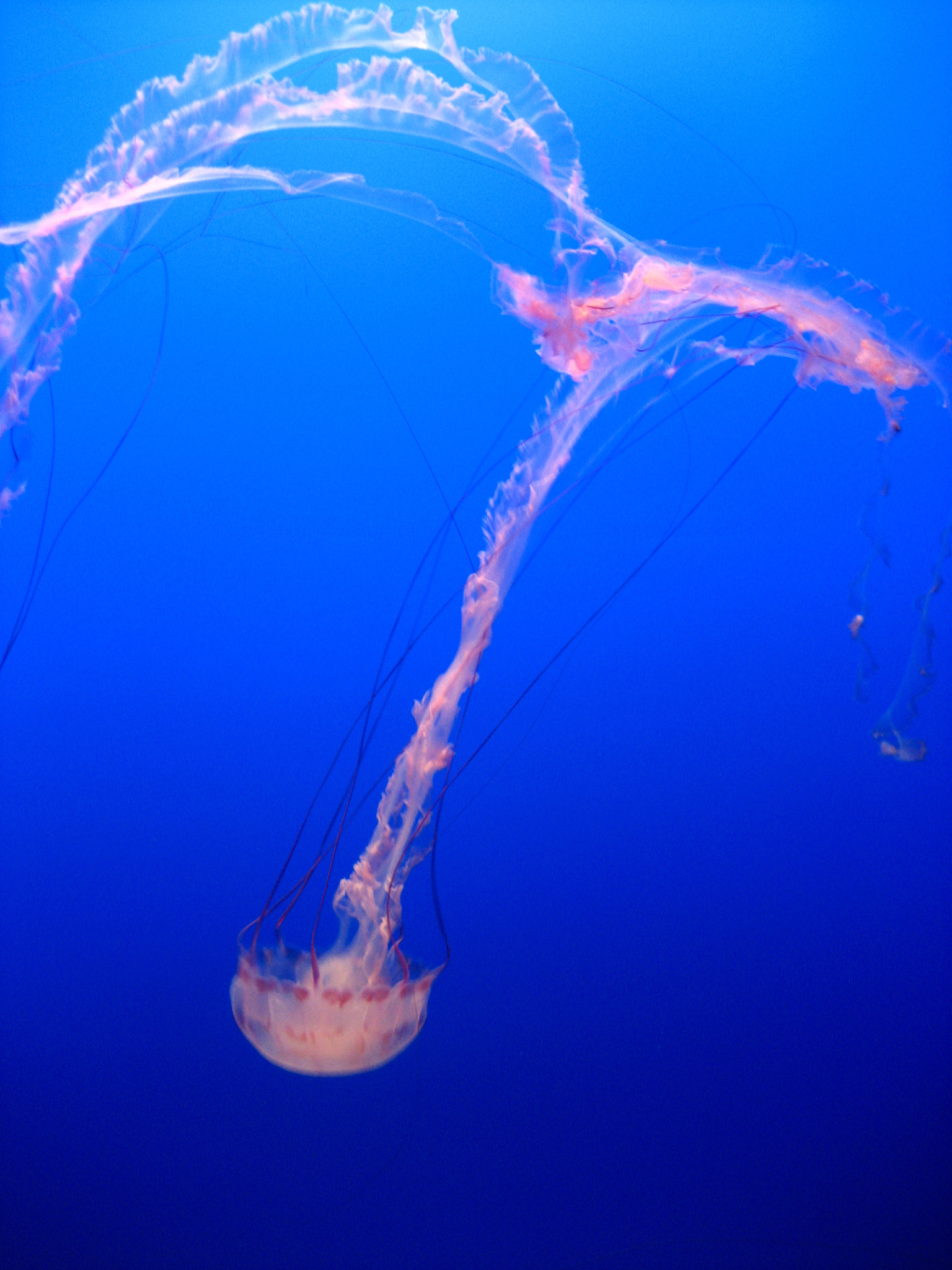 深海压力有多大？海洋生物如何应对？