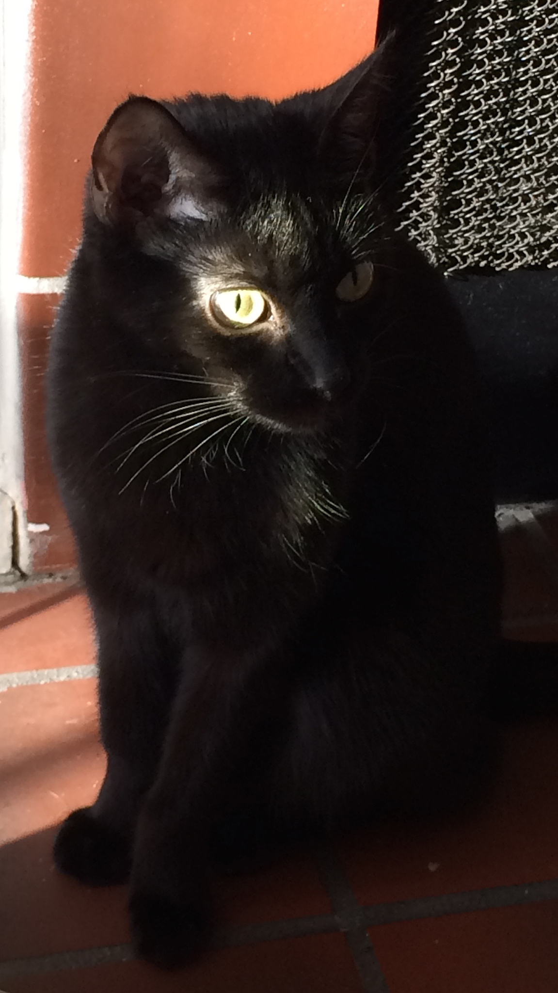 black cat in front of fireplace