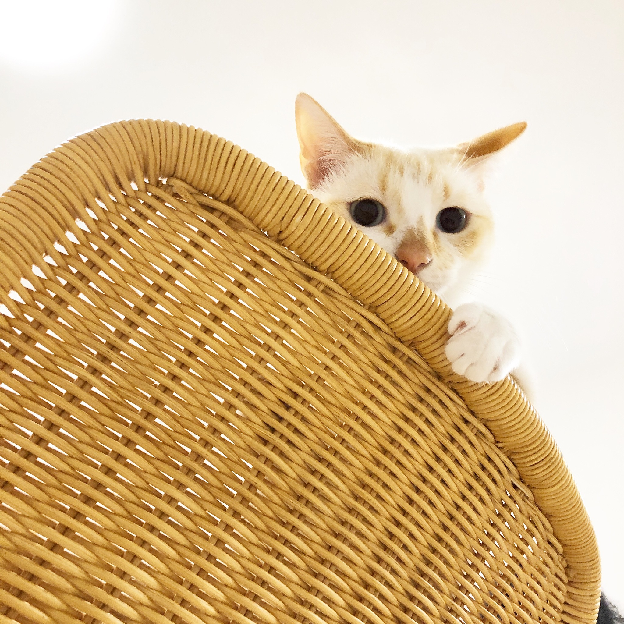 养猫必备清单：从猫窝到猫保险，全面准备迎接你的新伙伴