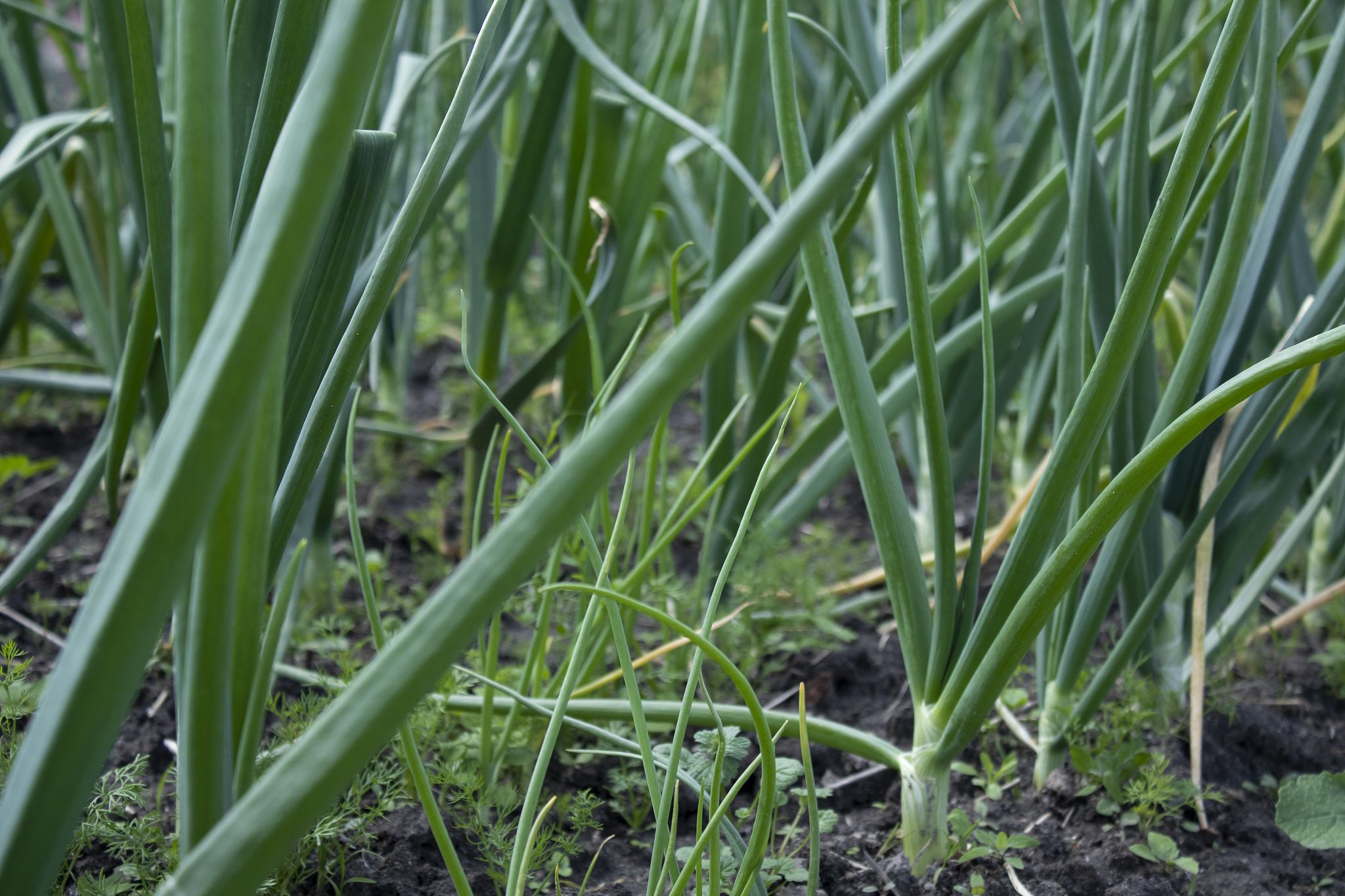 onions and garlic grow in the garden. plant vegetables. farming 