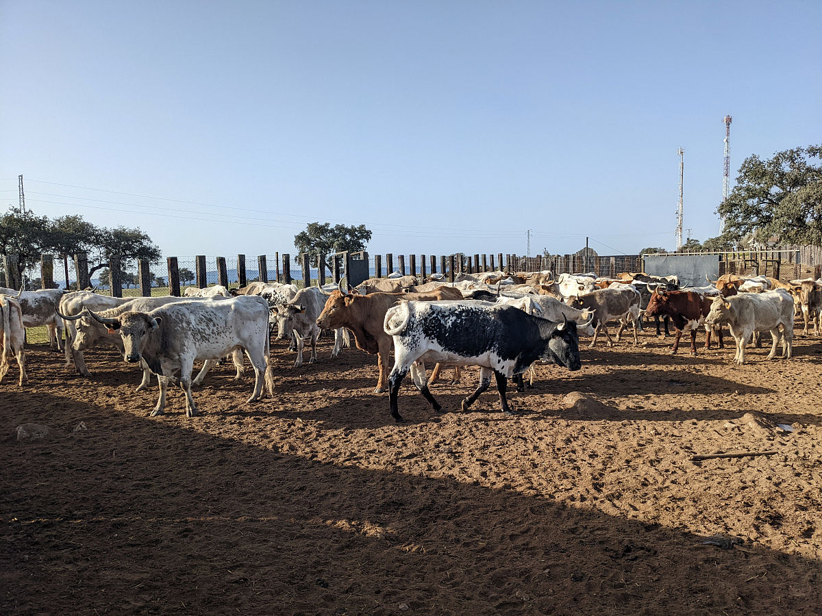 就我国肉牛的发展现状和发展趋势如何进行我省青海骆驼地方品种的开发利用？