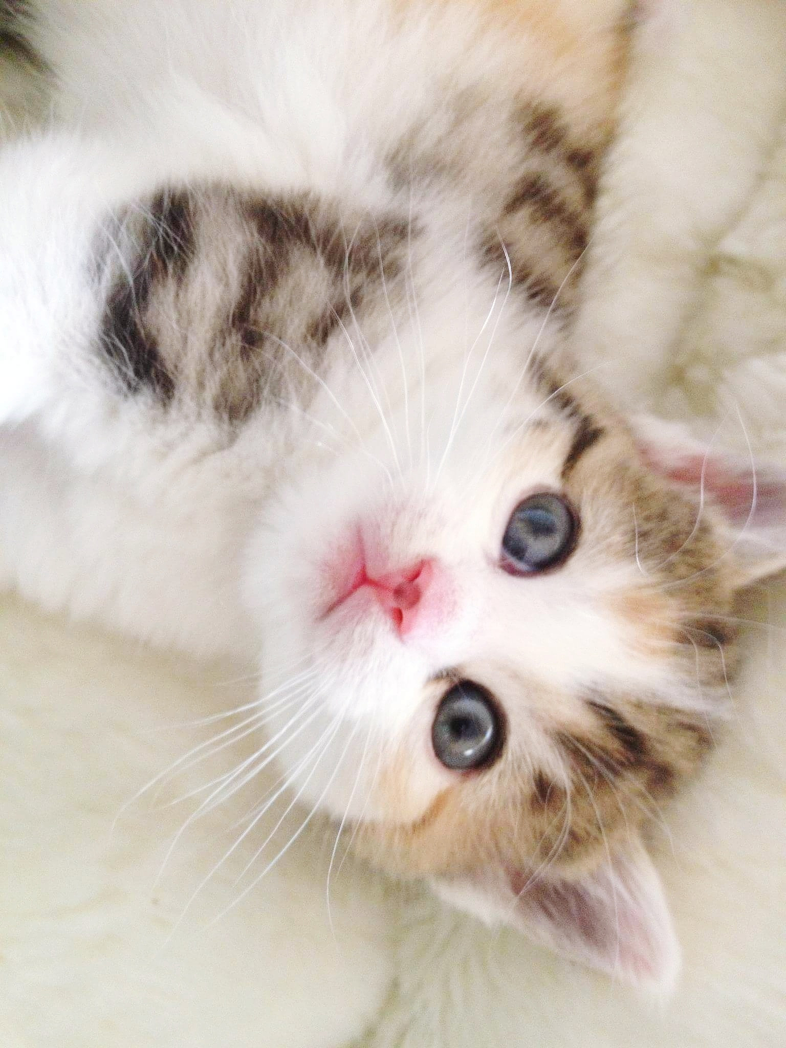 哇！小奶猫太可爱了！蓬松软萌，萌化你的心！😍