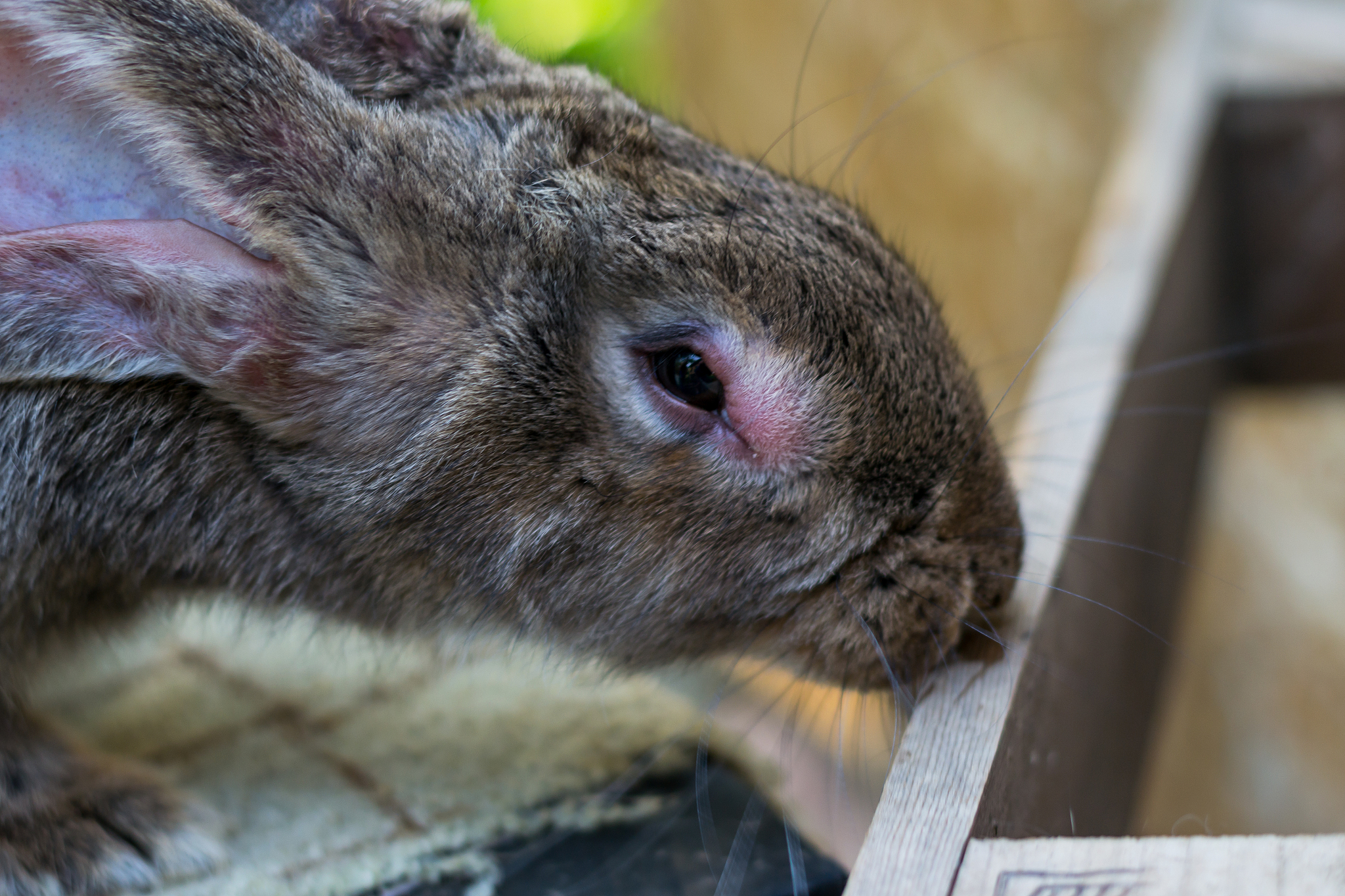 神经鞘瘤病（schwannomatosis）: 症状、病因和治疗