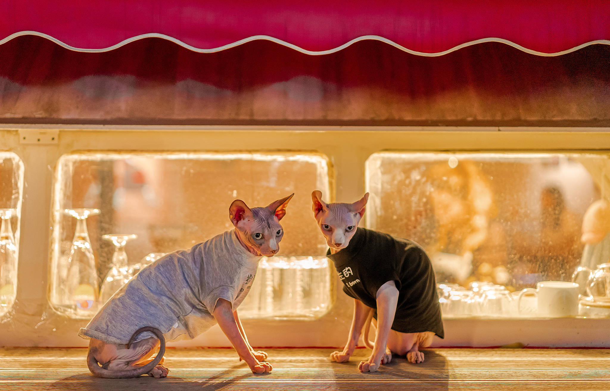 人和猫：相似之处与不同之处 - 探索人类与猫的奇妙关系