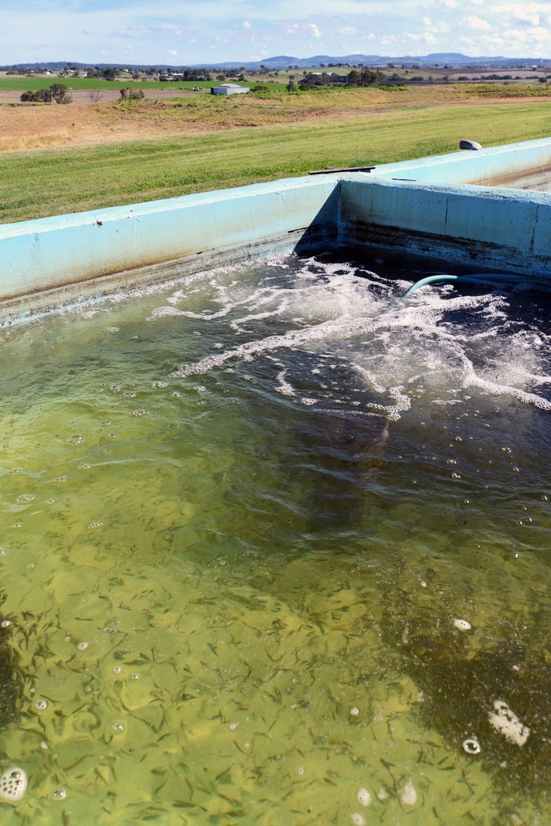 畜禽养殖发展中粪污的危害