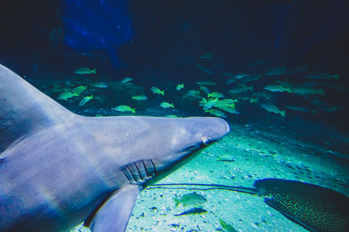 抚顺市第一中等职业技术专业学校2022年毕业就业前景怎么样？