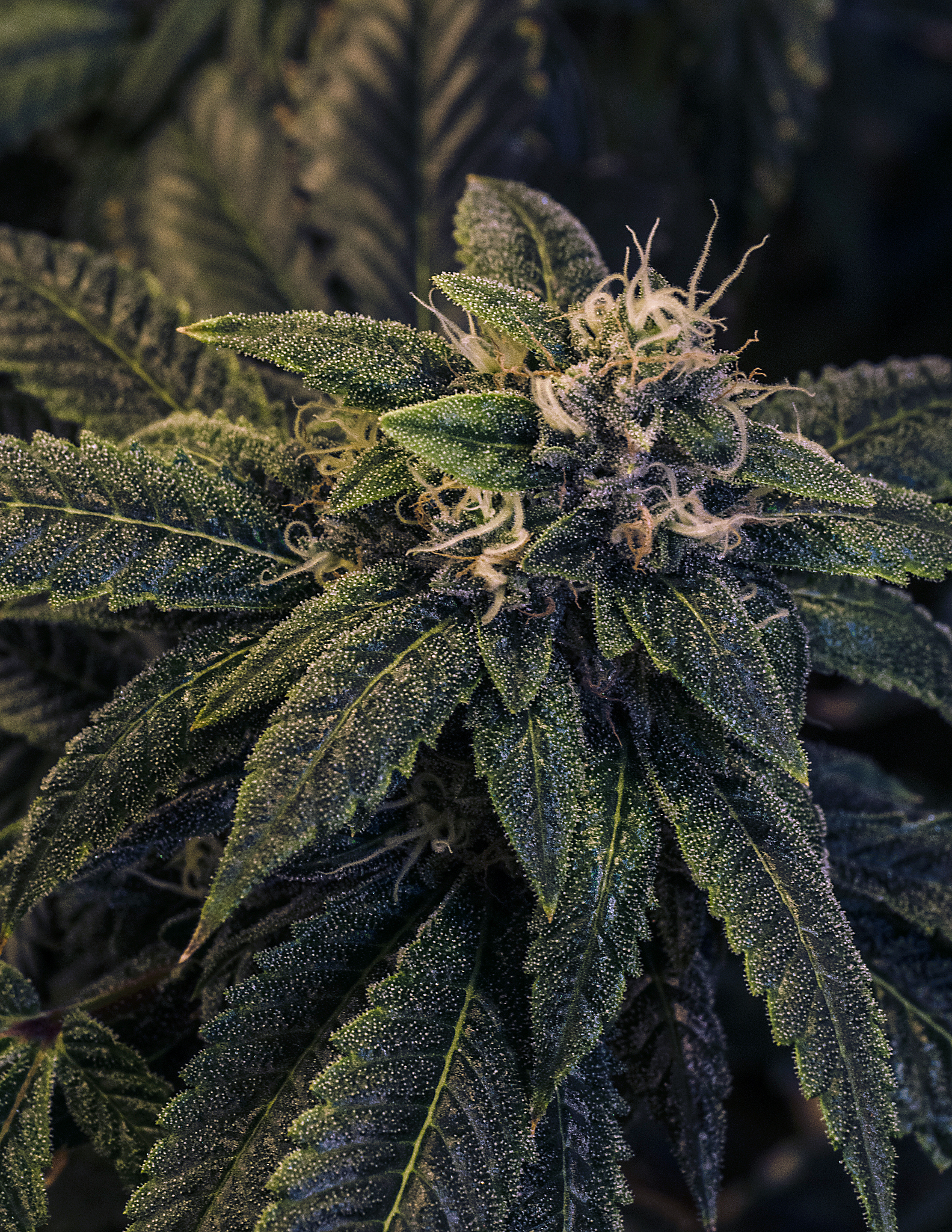 live plant cannabis bud shot