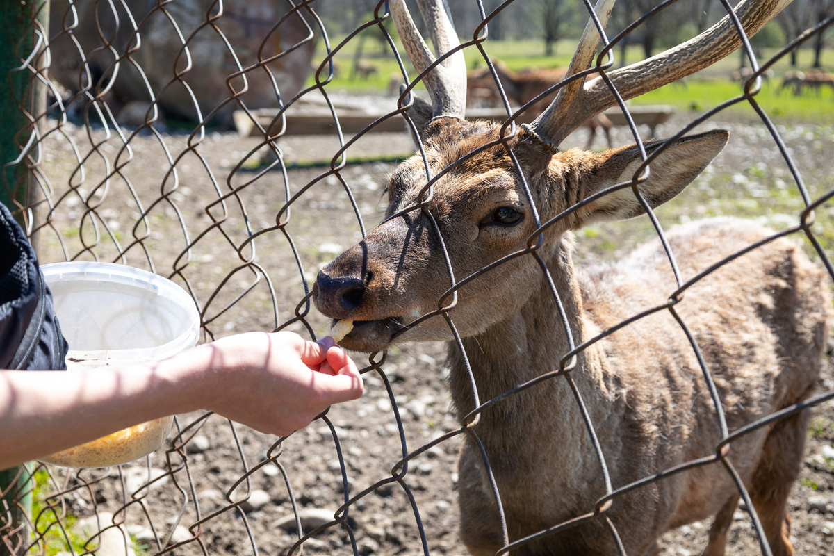 1浅谈动物福利与人类健康的关系2浅谈农场动物福利现状及改善措施3 浅谈水生动物福利现状及改进措施4浅谈我国宠物福利现状及改进措施根据以上四点写一篇综述附参考文献；总宇数不低于1500宇；