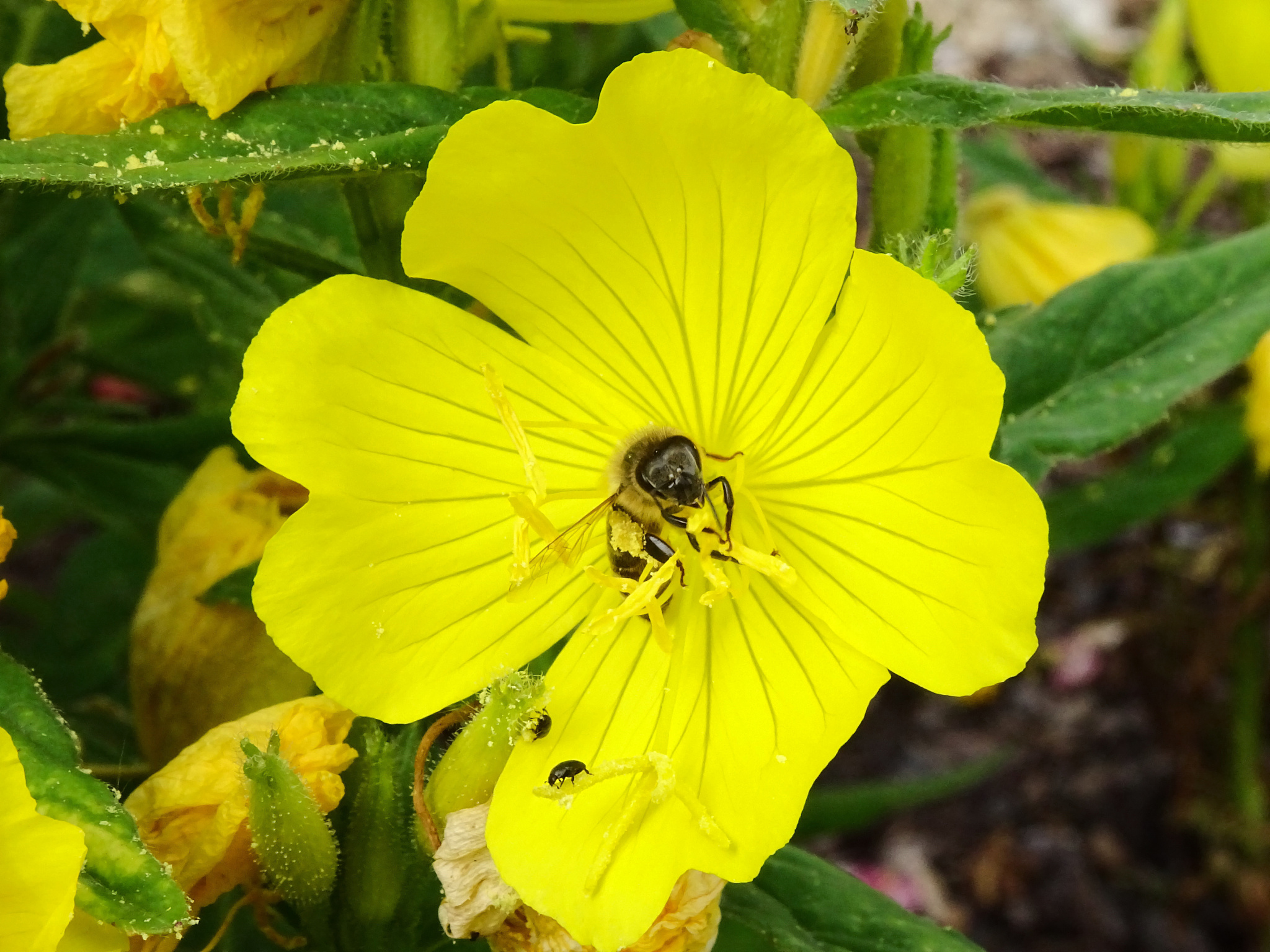 european honey bee pollinating and sipping on a yellow flower, e
