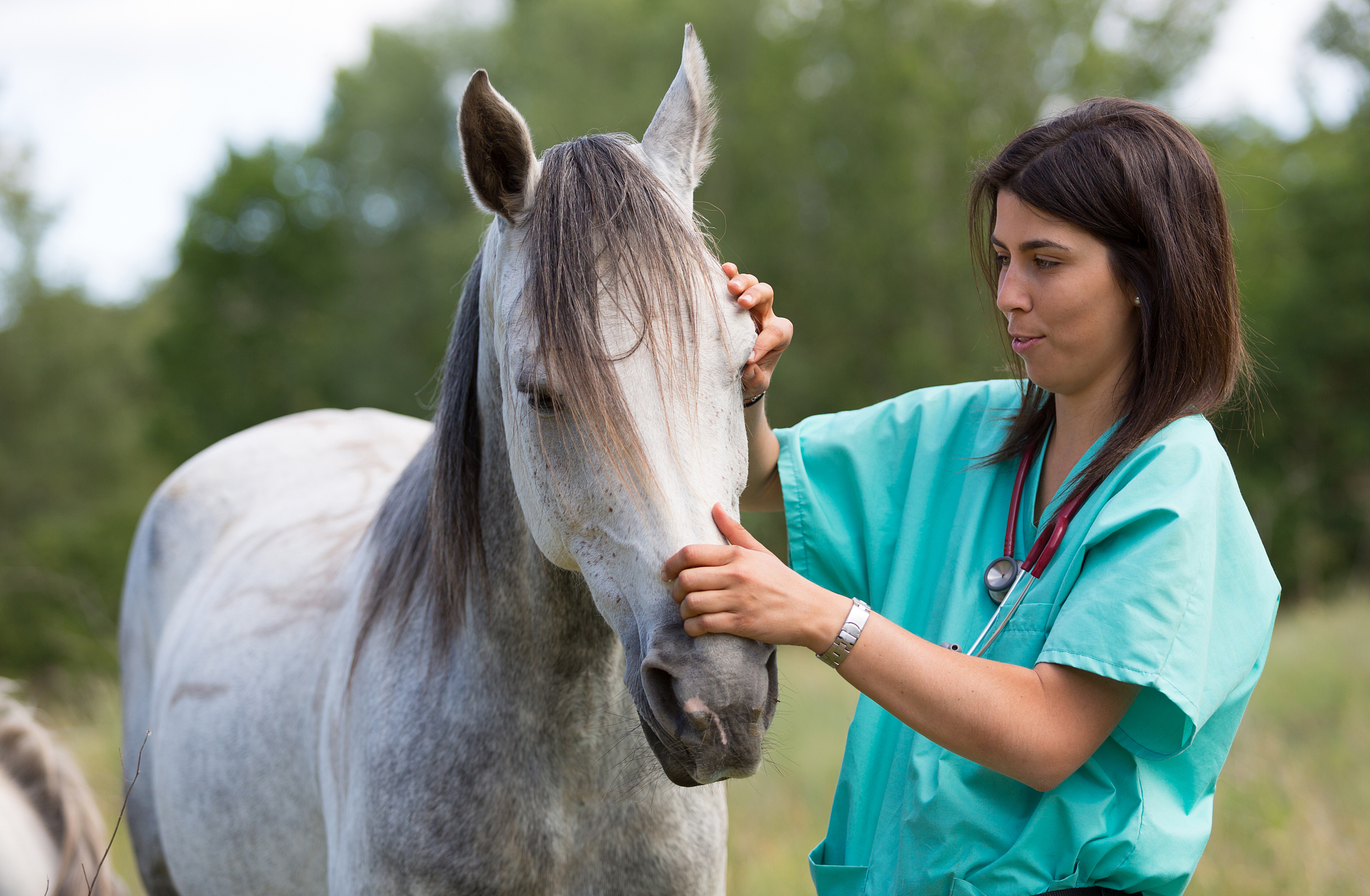 veterinary on a farm