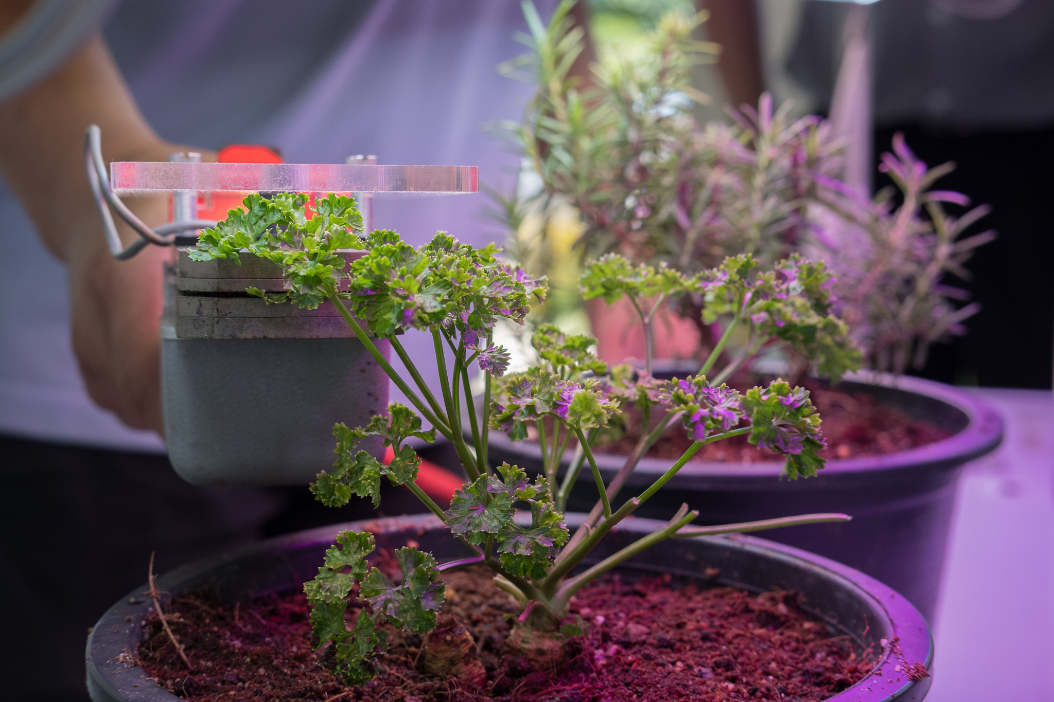 植物在夜间消耗氧气吗