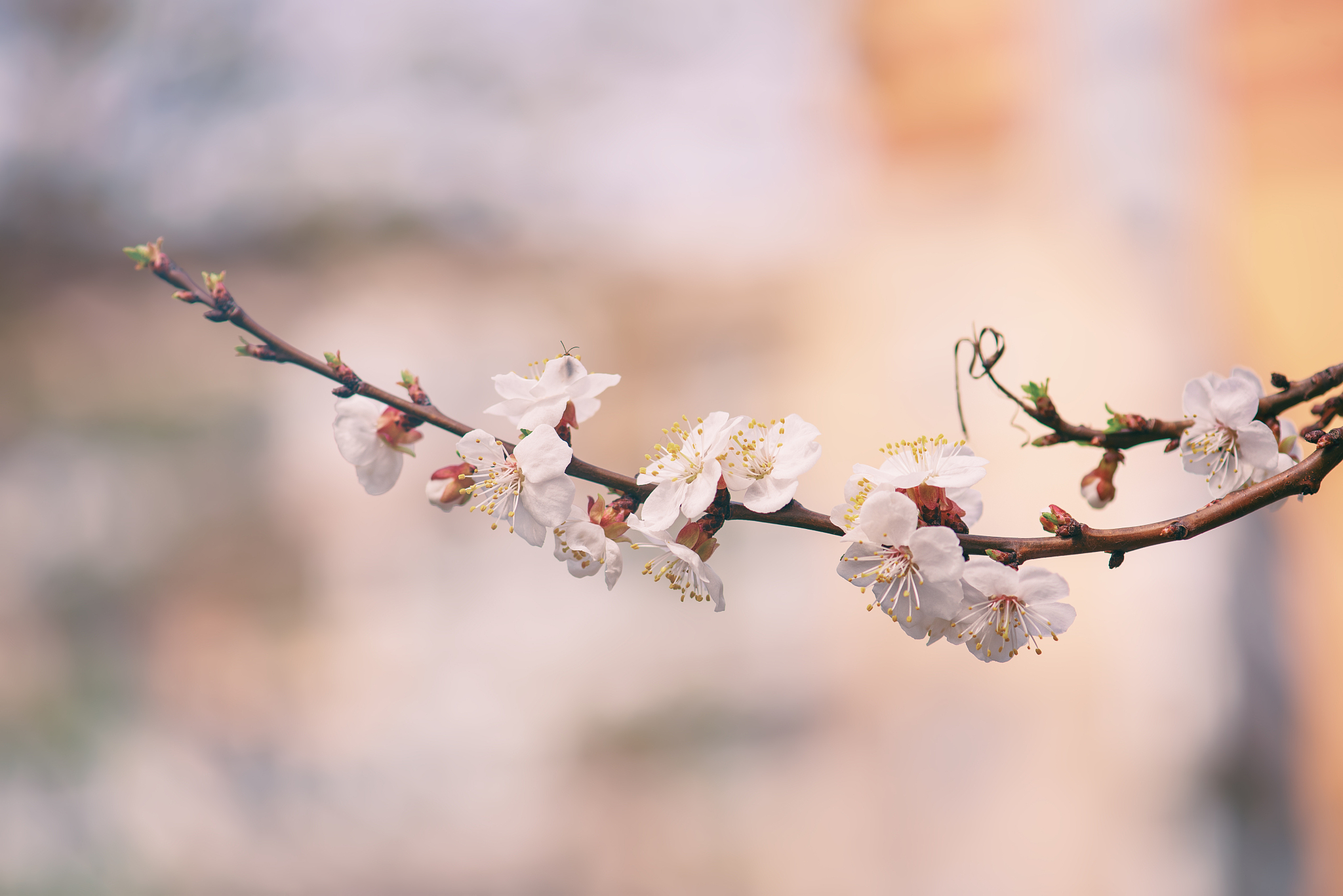 apricot tree blossoms