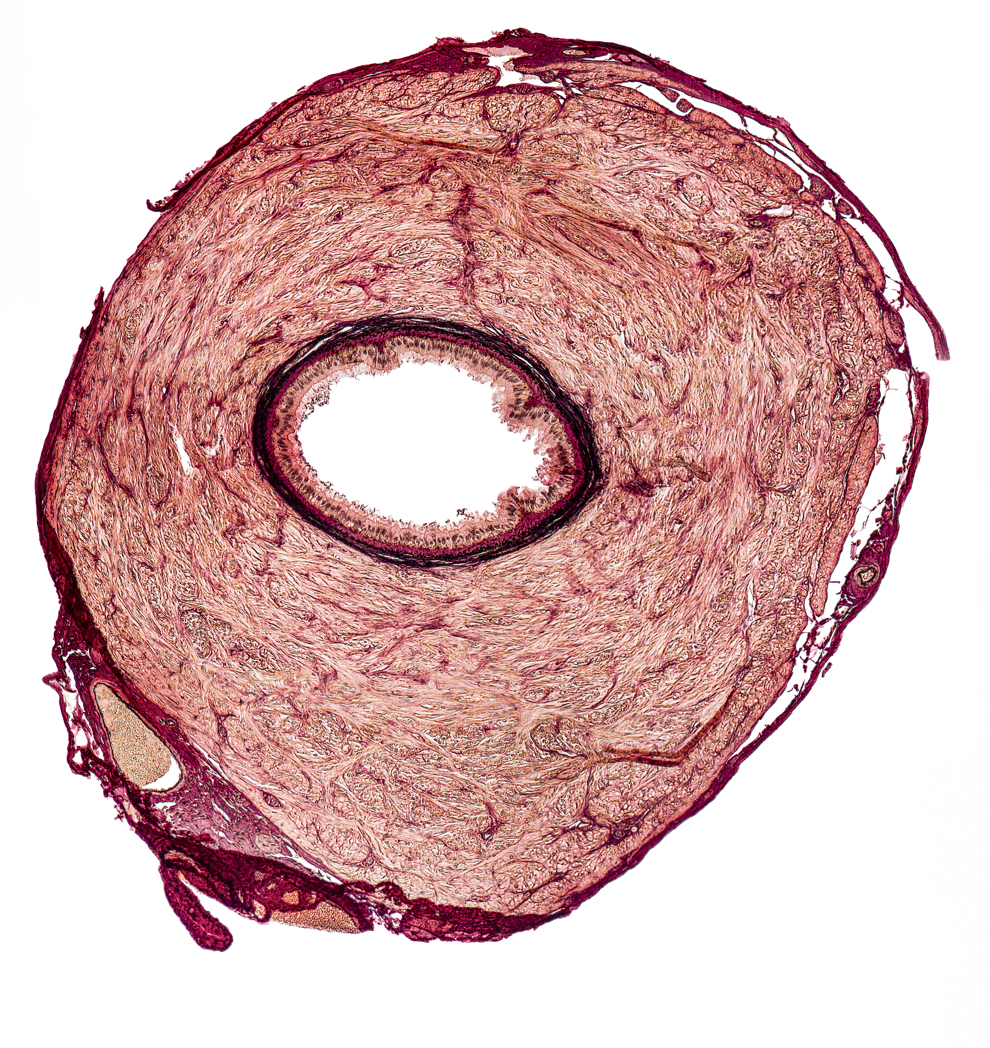 男性每月射精次数正常范围