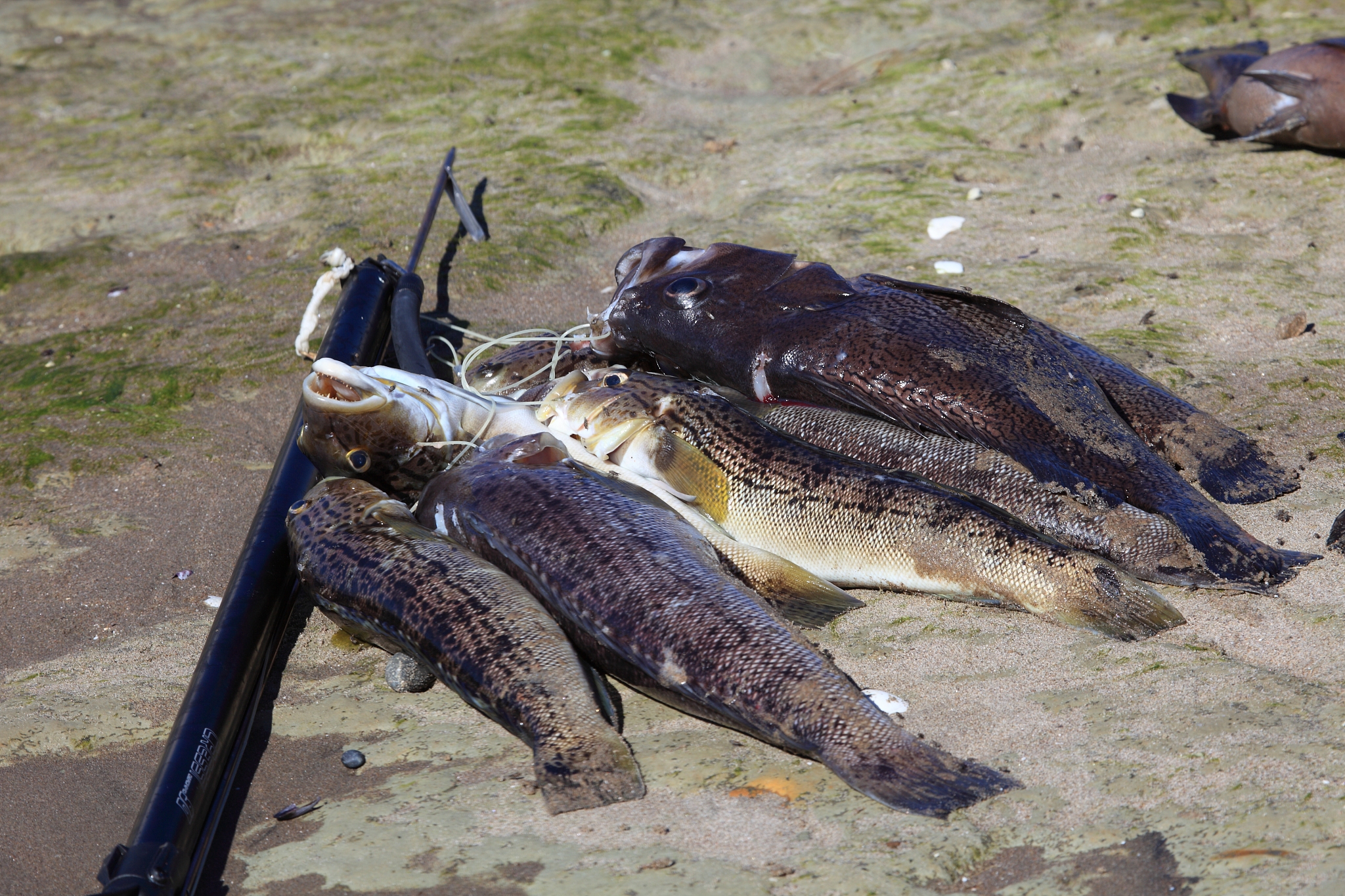 虎鲟螃蟹长什么样子回答加拓展