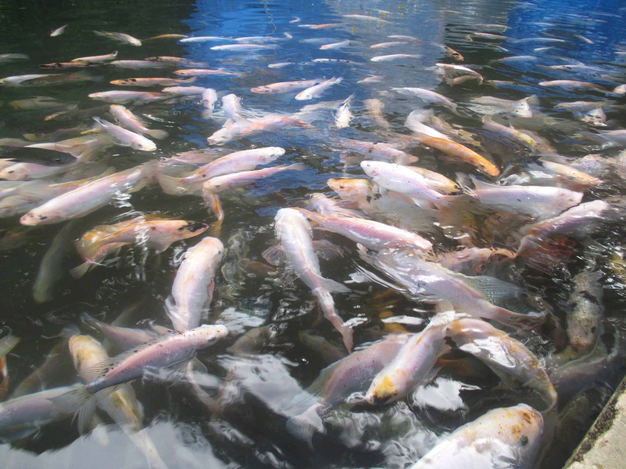 tilapia fishing