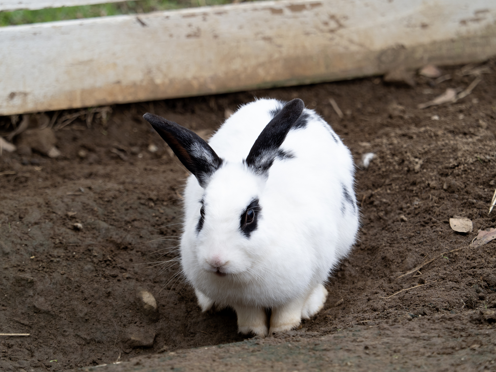 兔生肖的优势与强势特点分析
