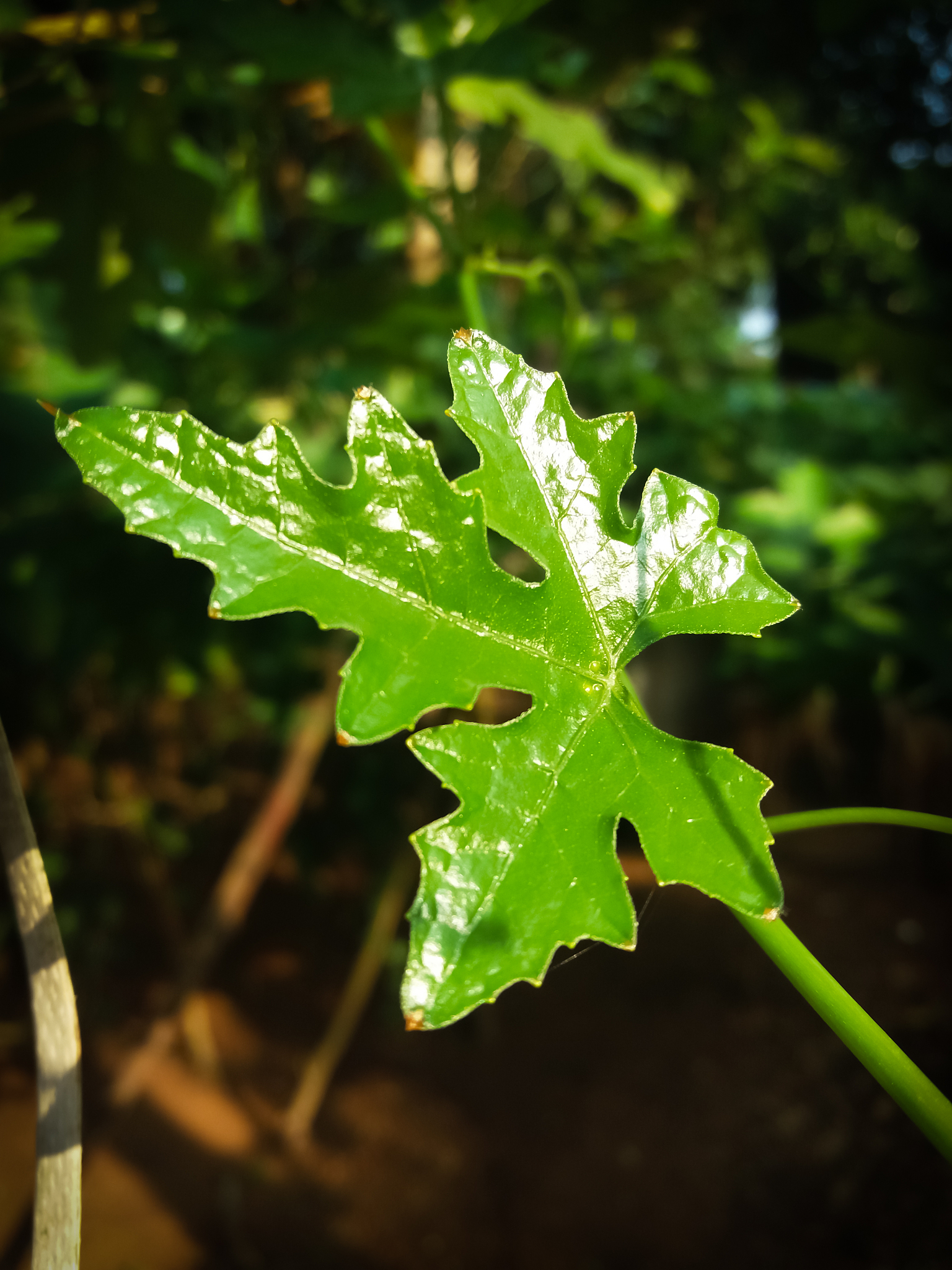 green grape leaf in plant