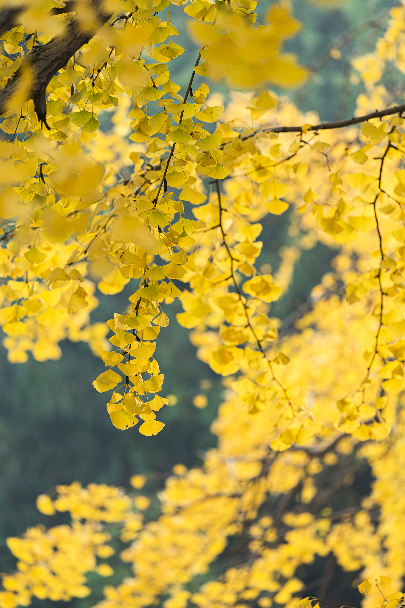 年年康银杏叶精：效果显著，安全可靠，助您健康长寿