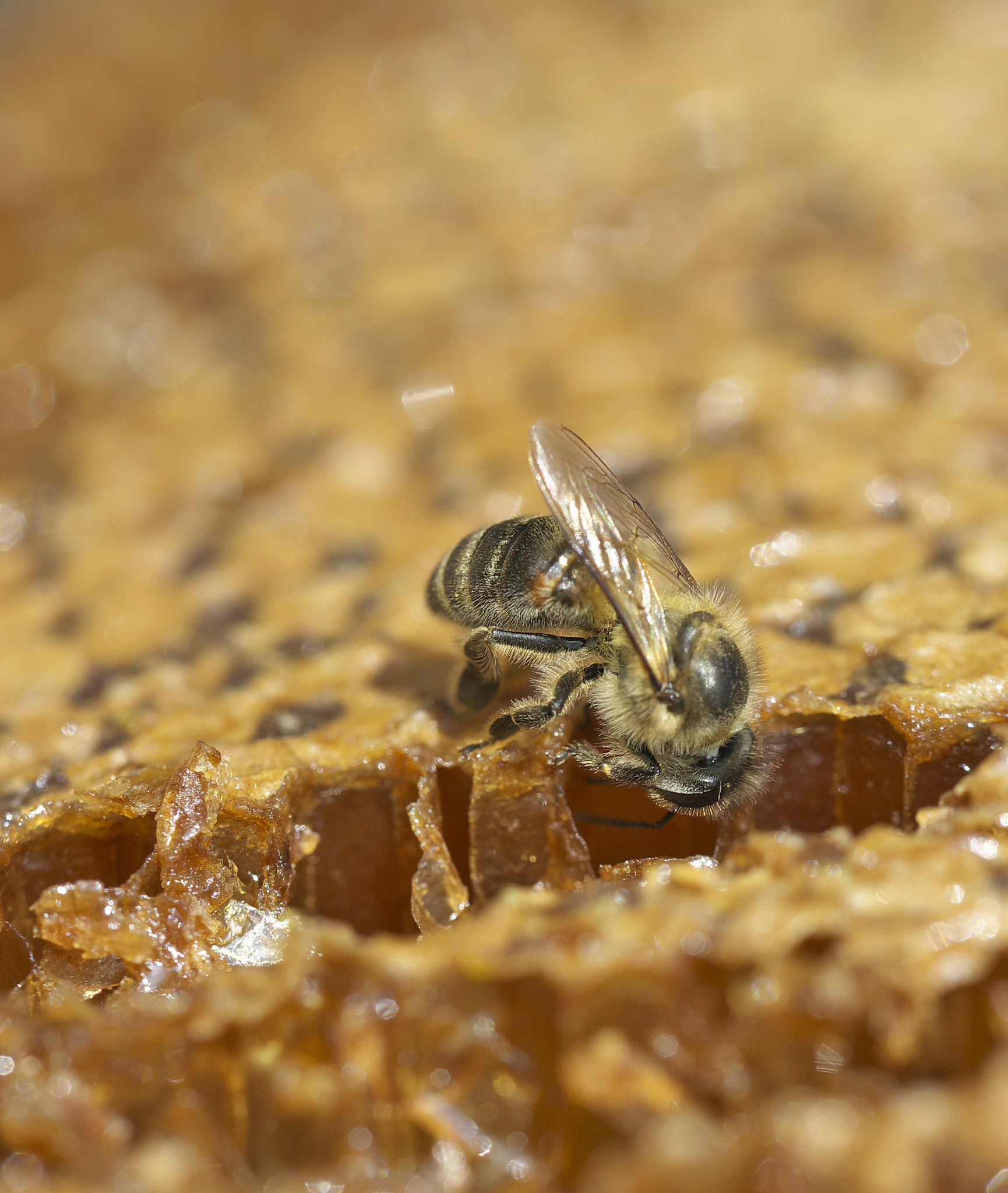 三年级下册蜜蜂一课的多音字