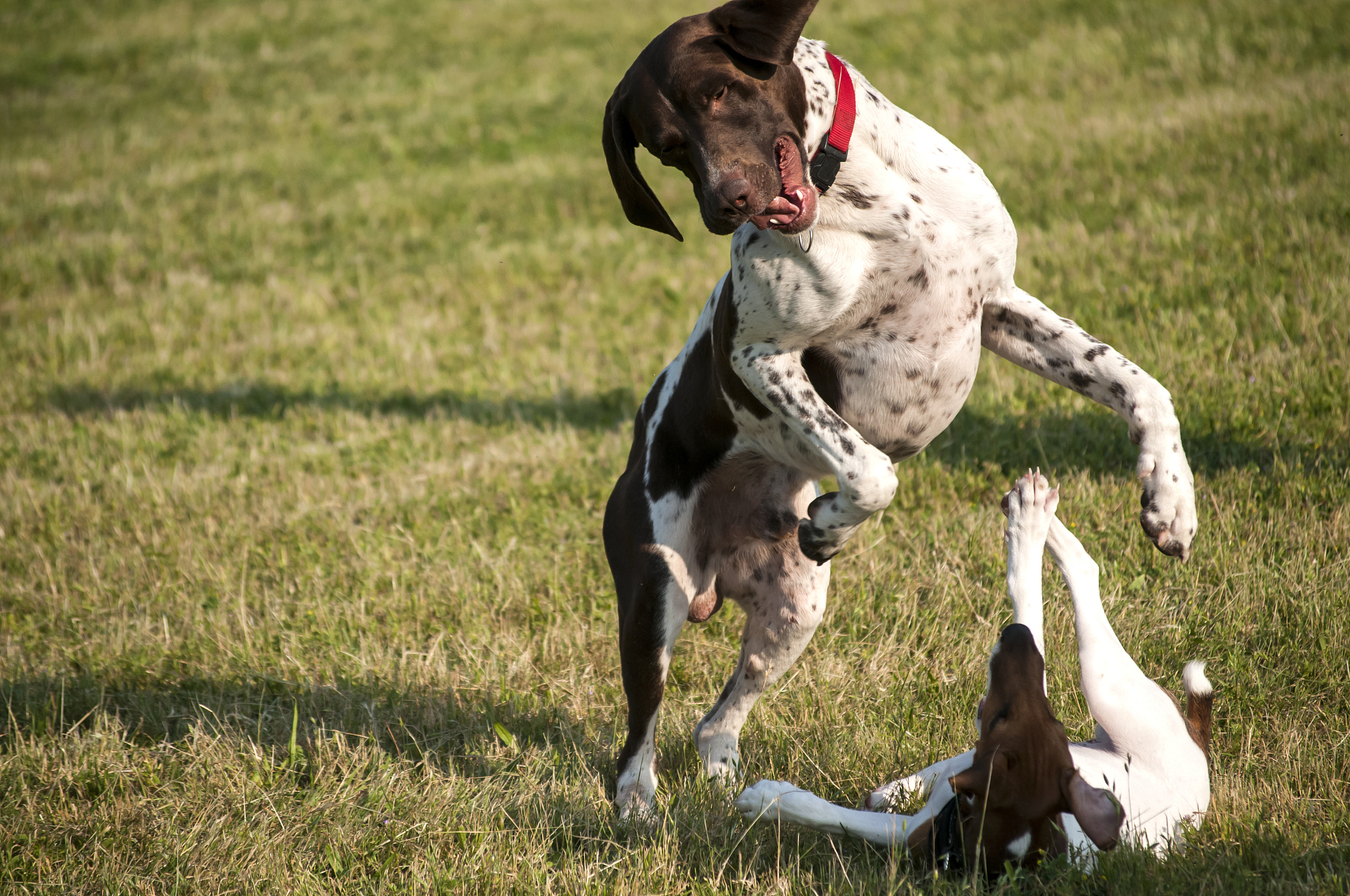 playing dogs