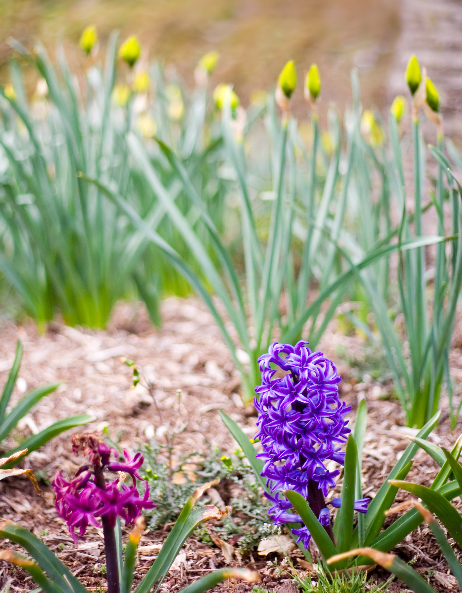 spring flowers