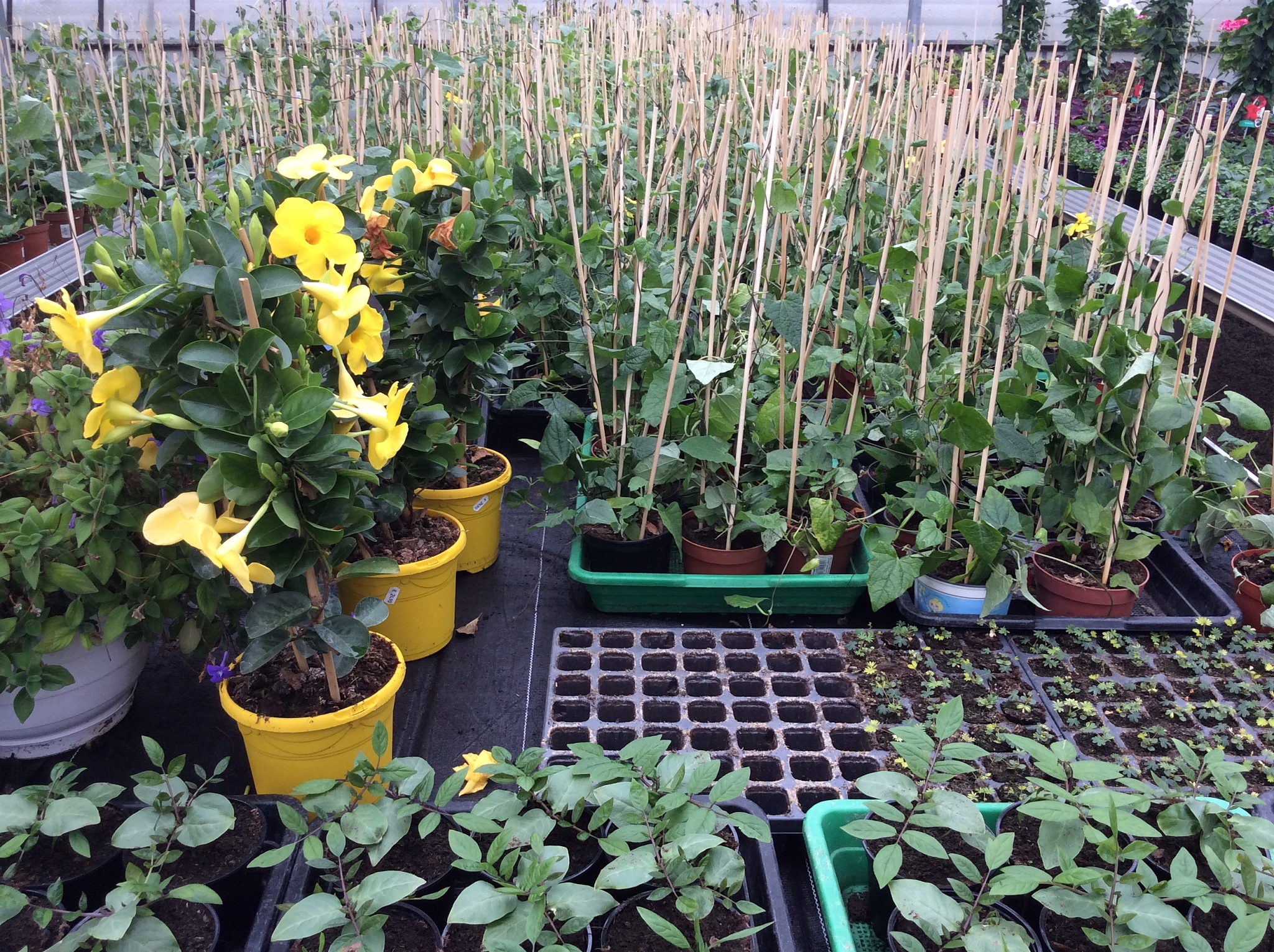 我们准备在幼儿园屋顶露台种植一些花卉，必须要适合在北京地区露天种植，而且需要选择观赏性好，对北京室外露天环境适应性好，好养殖，没有刺和毒性的，病虫害发生少的品种。
请以列表方式表达：1.花卉名称及种植的方式，如盆栽或者土地种植；2.幼苗种植的过程，是否需要种子泡发芽等；3.浇水水量及养护方法；4.病虫害防治及其他注意事项，如土壤酸碱度