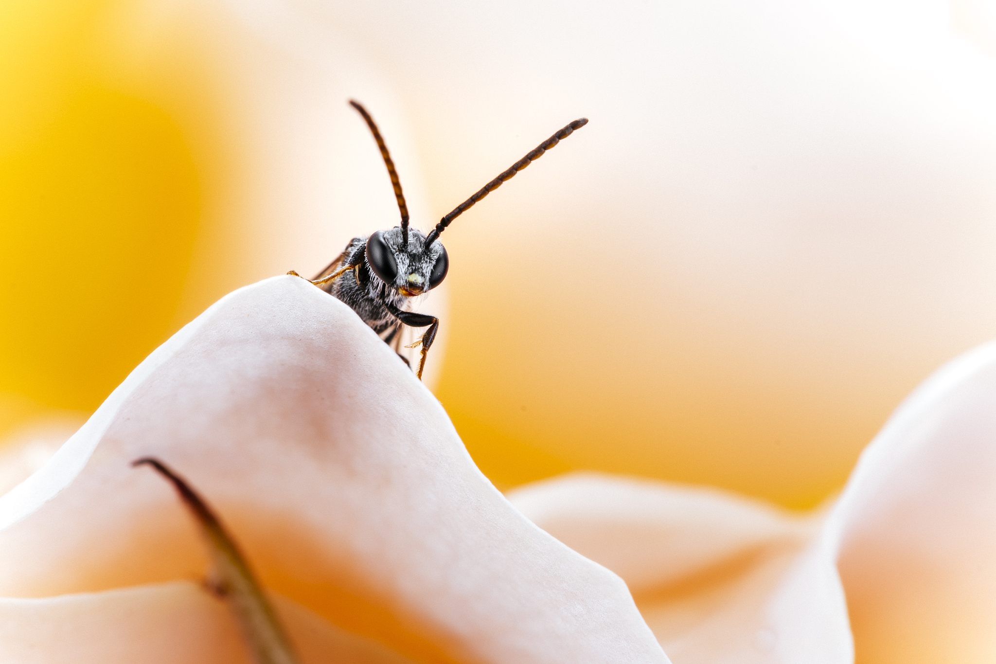 close-up of insect on human hand