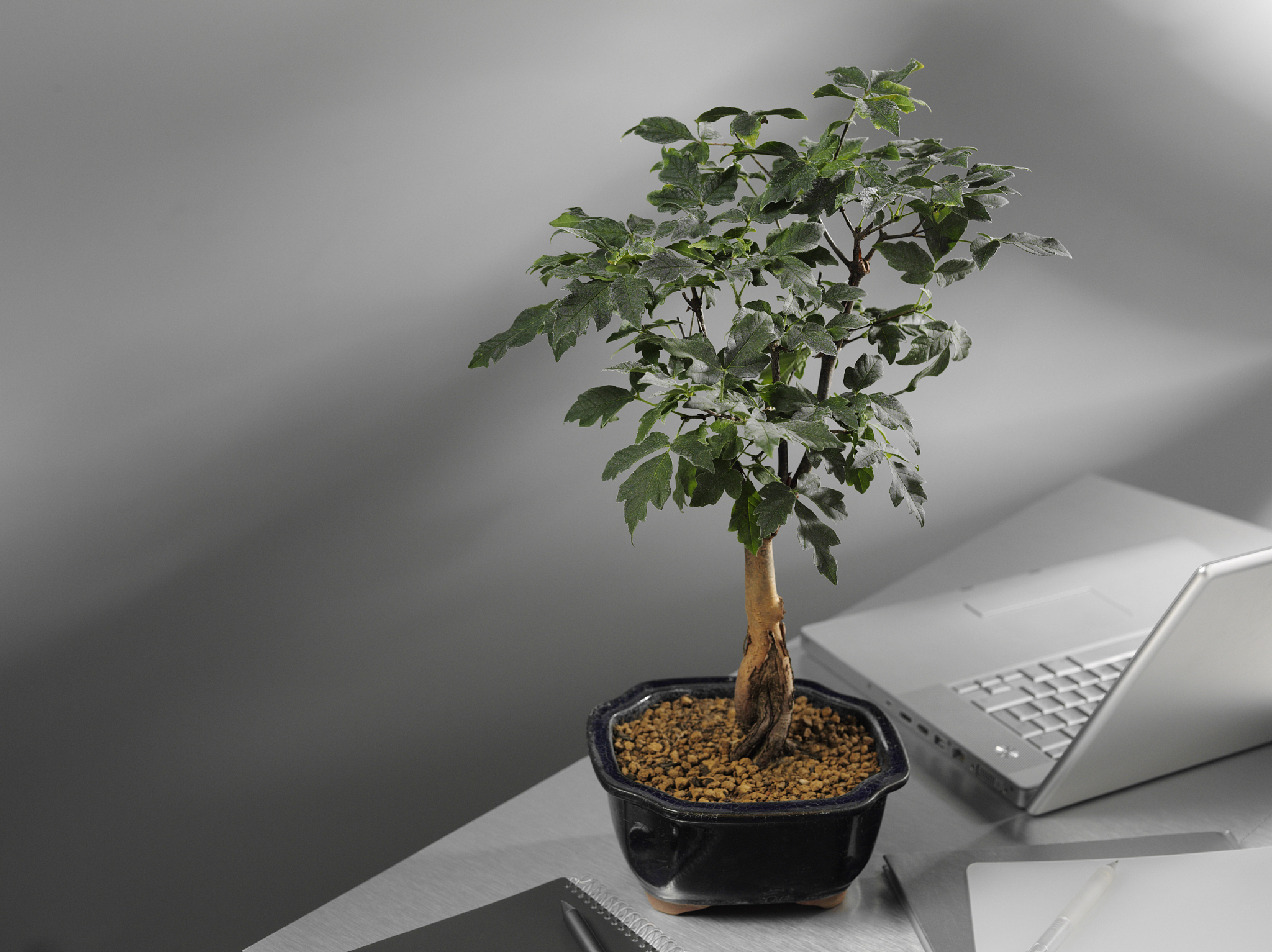 发财树养殖方法：新手必看！