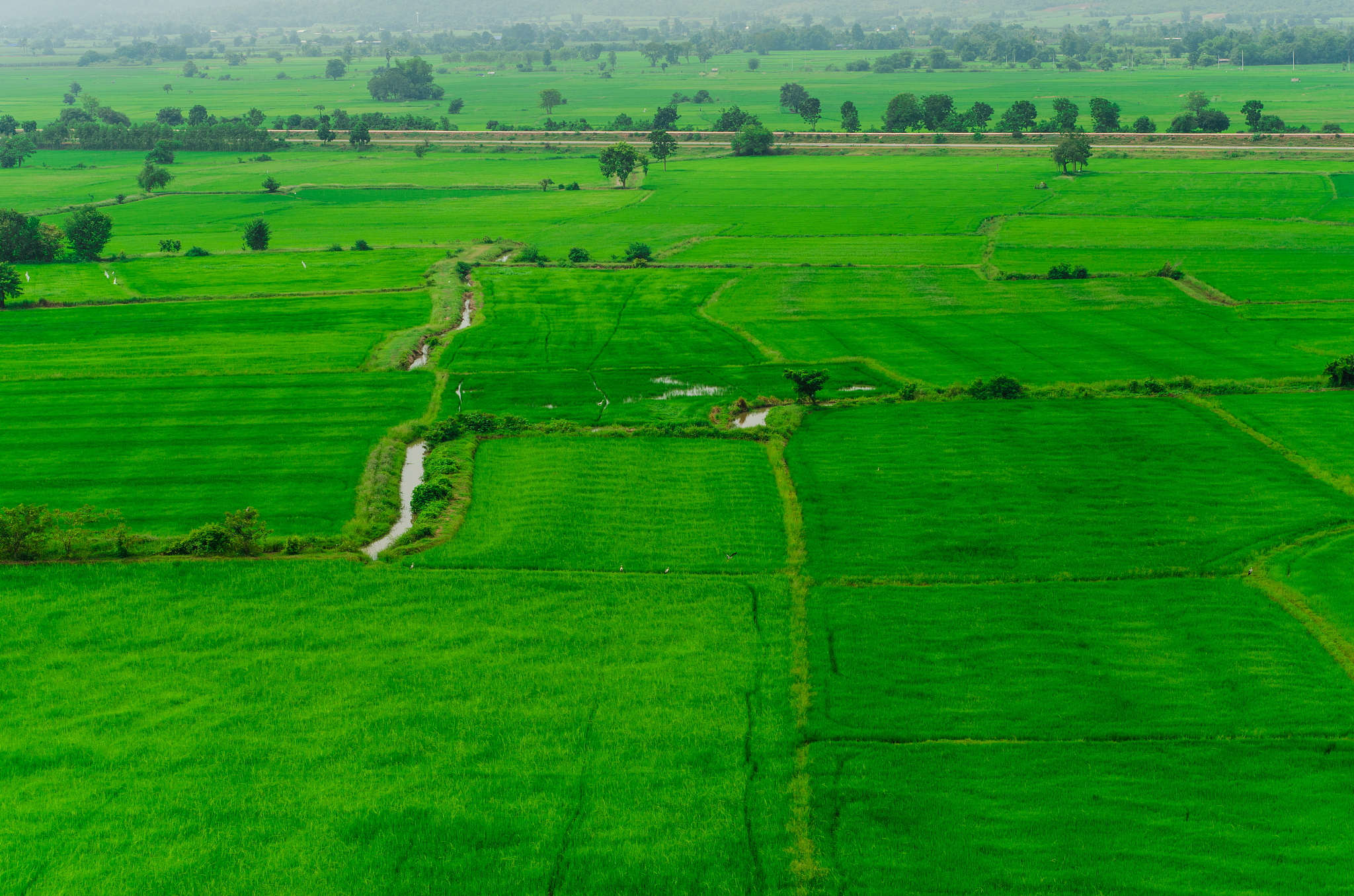 rice field green grass in thailand