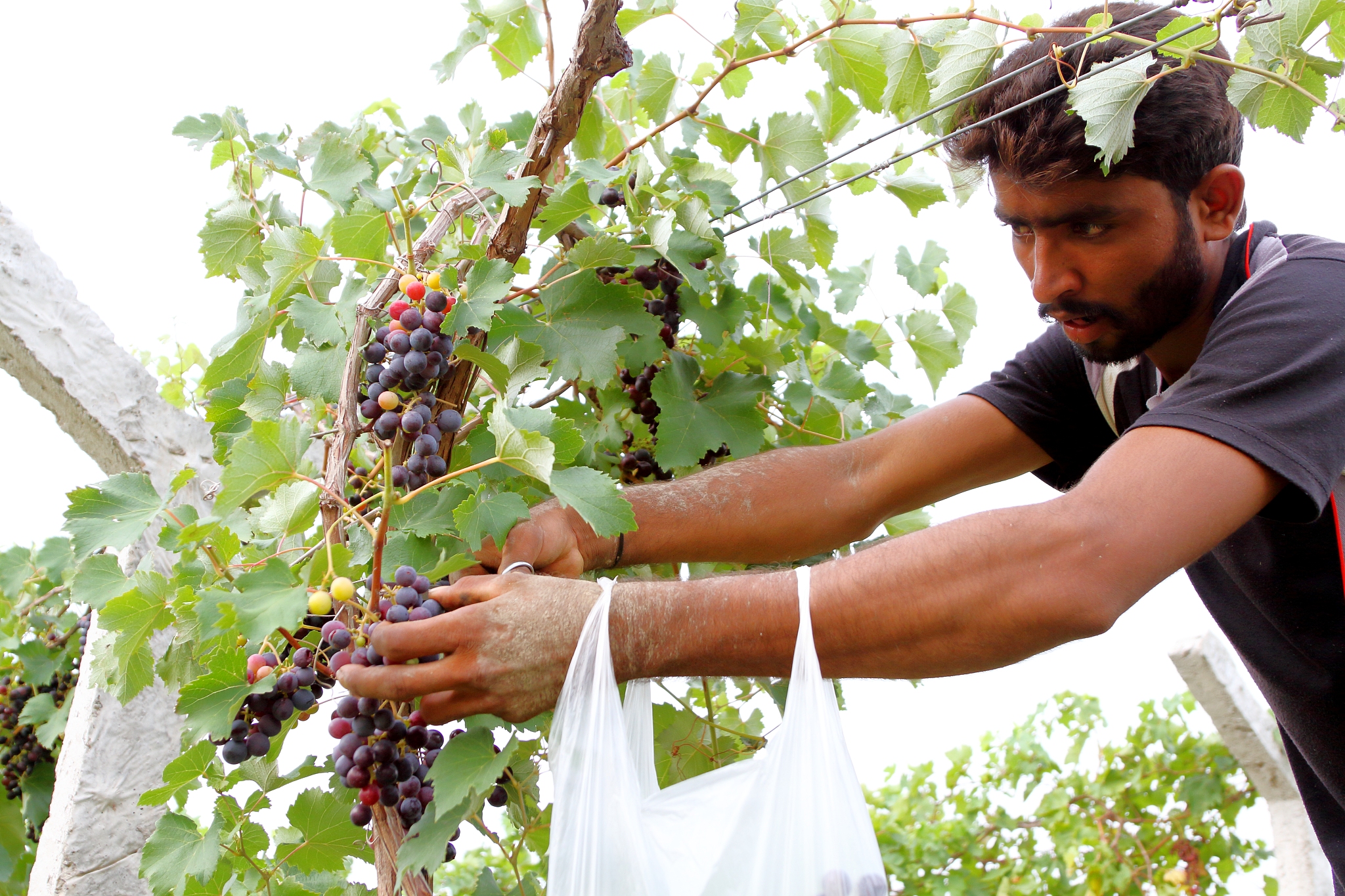 昆明市农业学校2019年五年制专业介绍