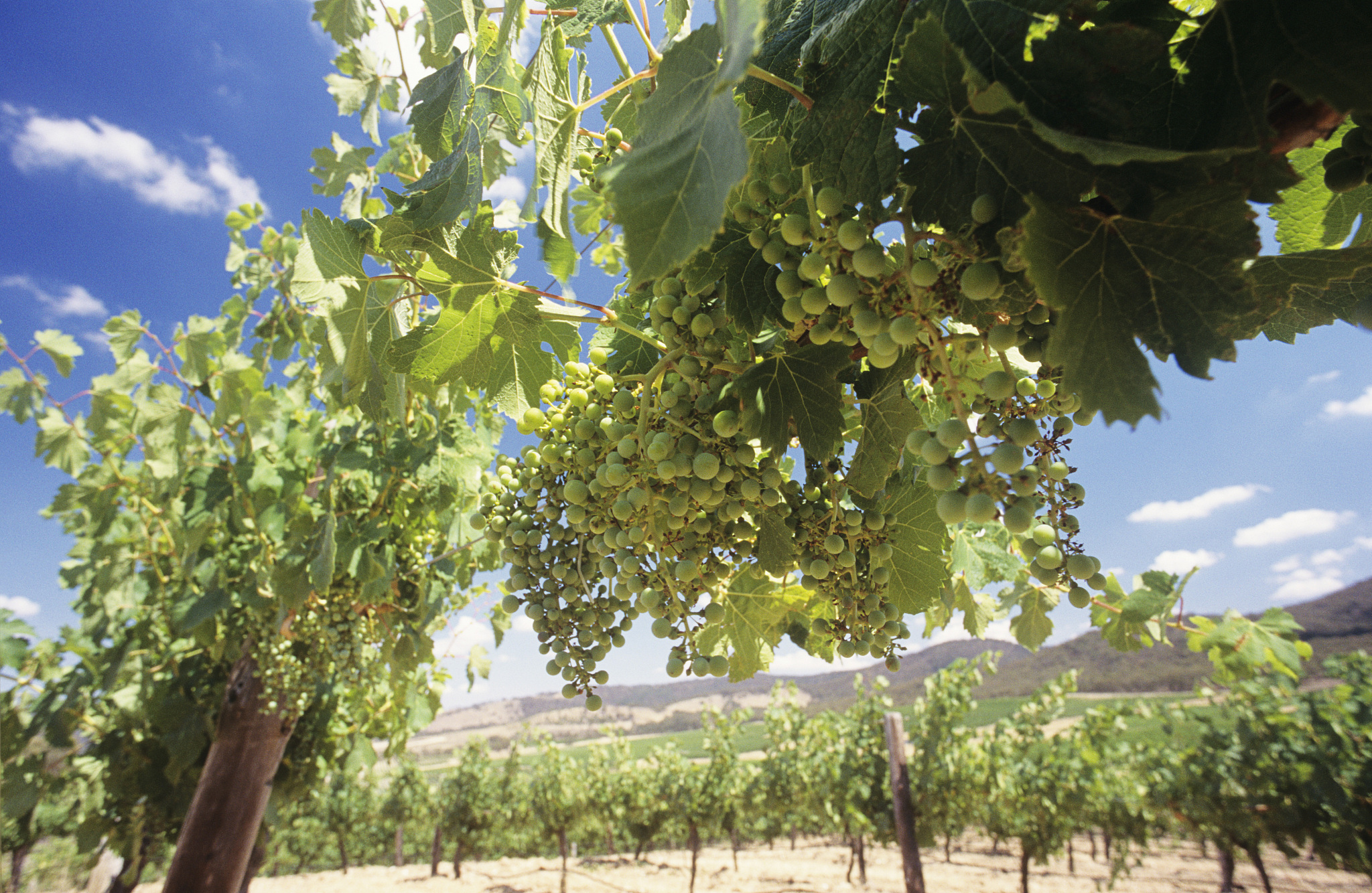 AUSTRALIAN JOURNAL OF GRAPE AND WINE RESEARCH期刊现任主编是谁？