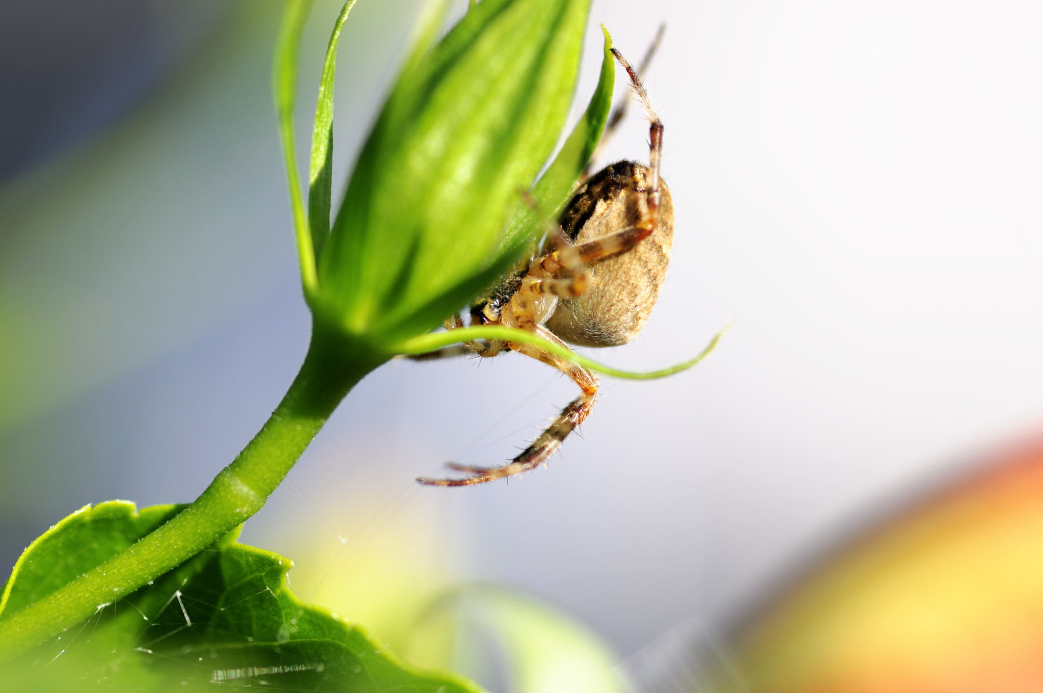 spider