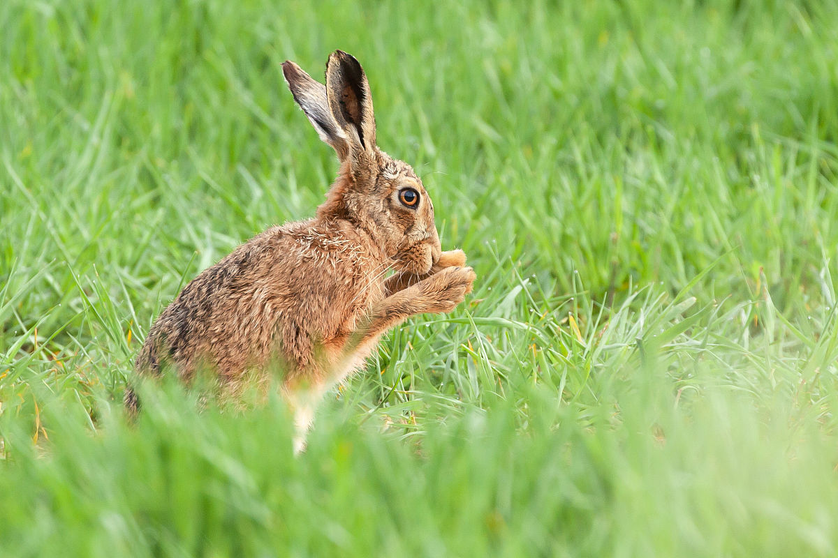 在一个笼子里有若干只鸡和兔子它们的头和脚的总数分别为56和152。问笼子里有几只兔子几只鸡？其中有20的兔子是残疾的在这堆兔子当中有60是三只脚的另外40只有两只脚