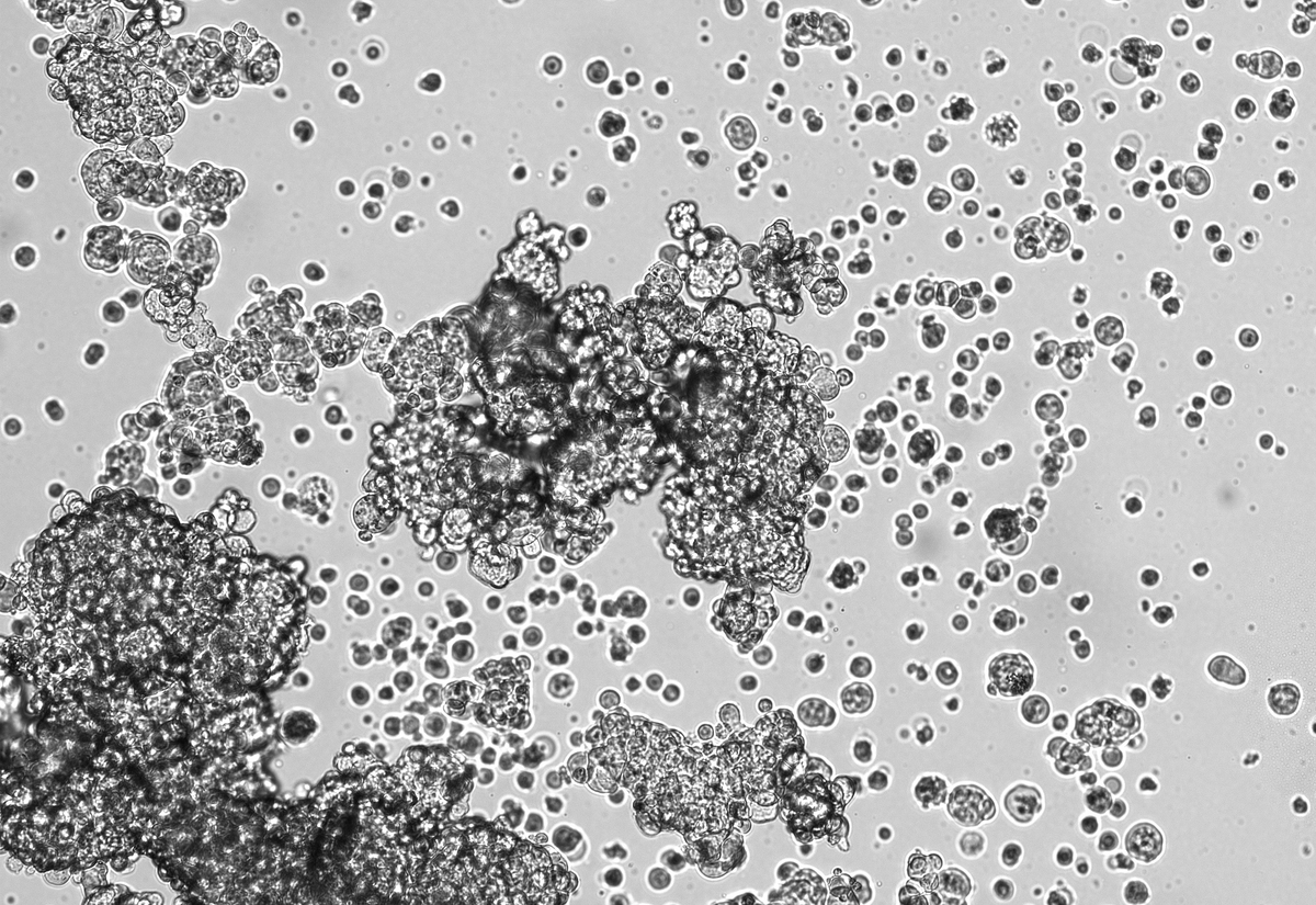 猫细小病毒空颗粒晶体结构解析：宿主范围、抗原性和基因组结合的结构基础