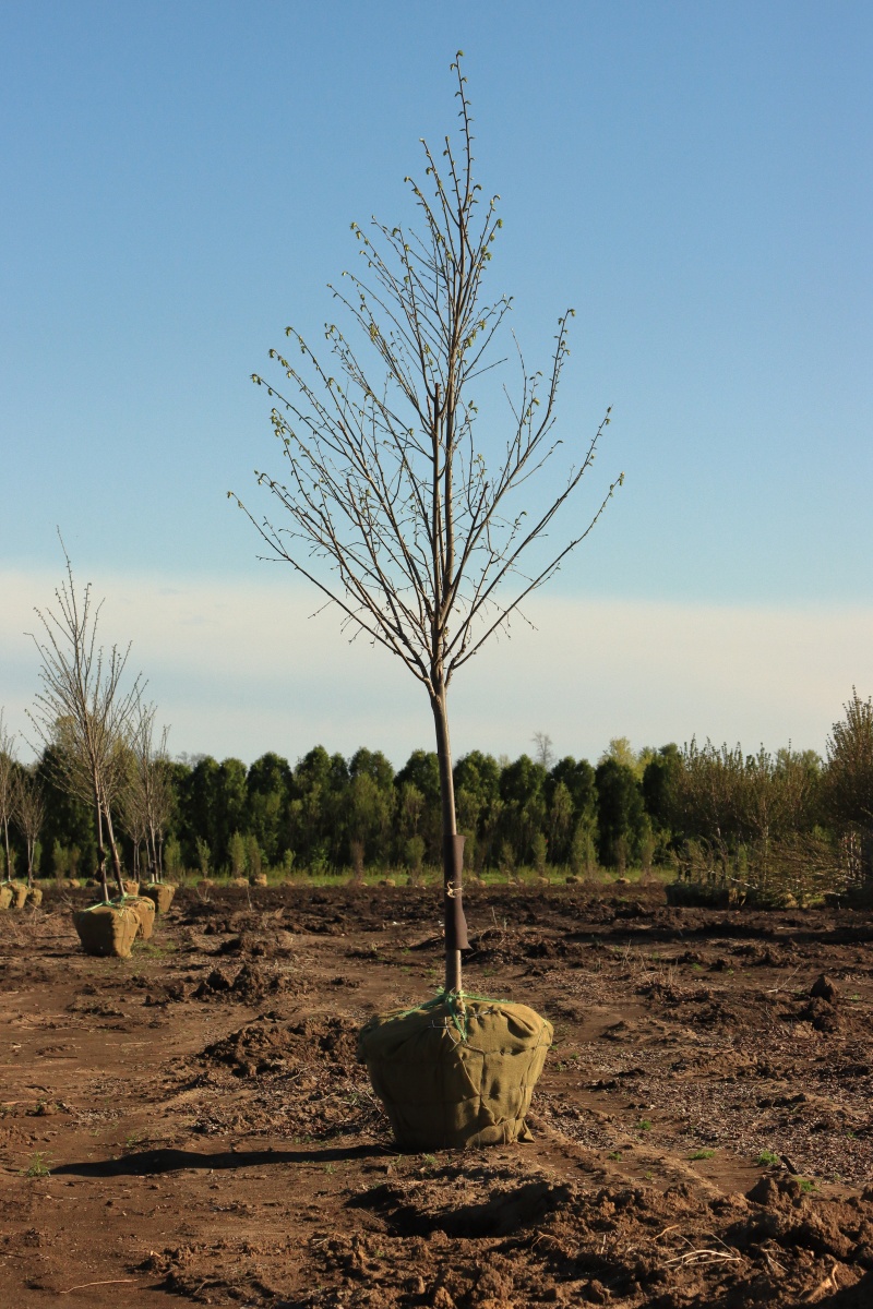 经济林生长周期是多久？影响因素有哪些？