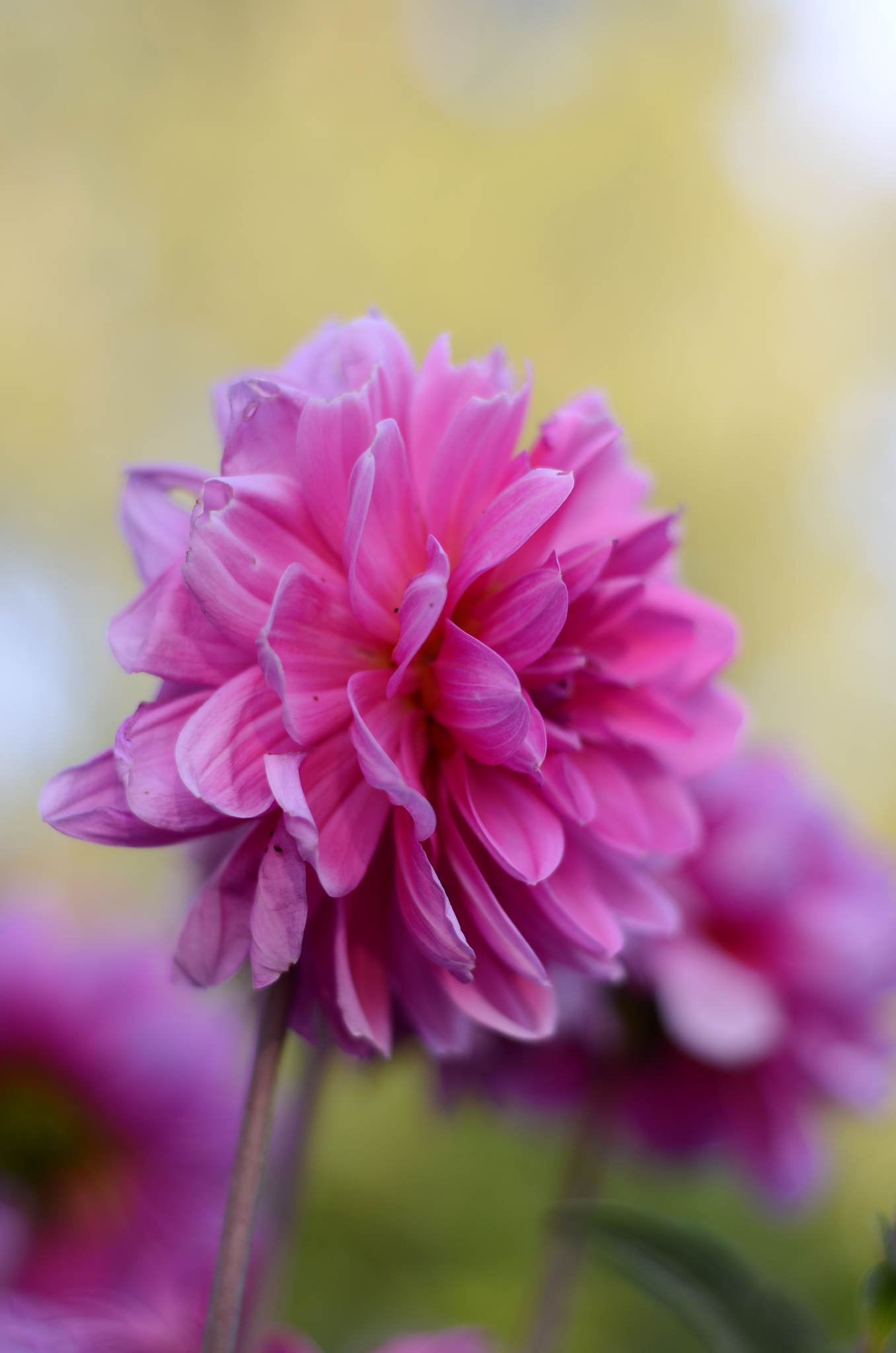 blüte iner dahlie