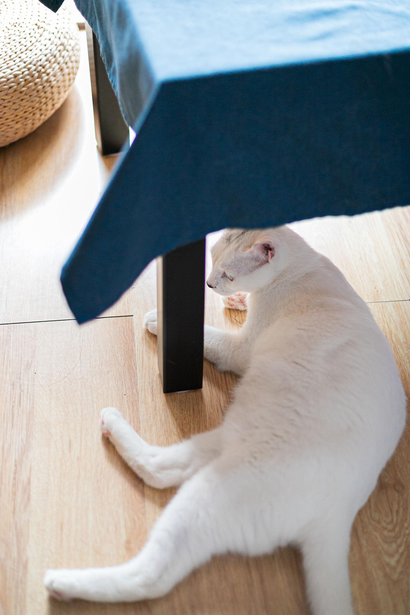 猫咪的毛巾狂热，你的猫咪也这样吗？