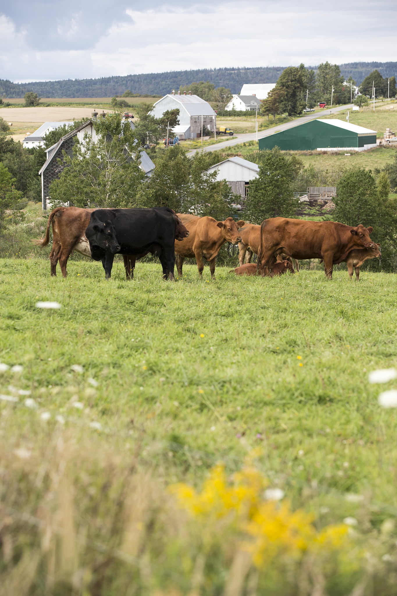 有一群牛在空旷的原野上慢走，将以上翻译为英文