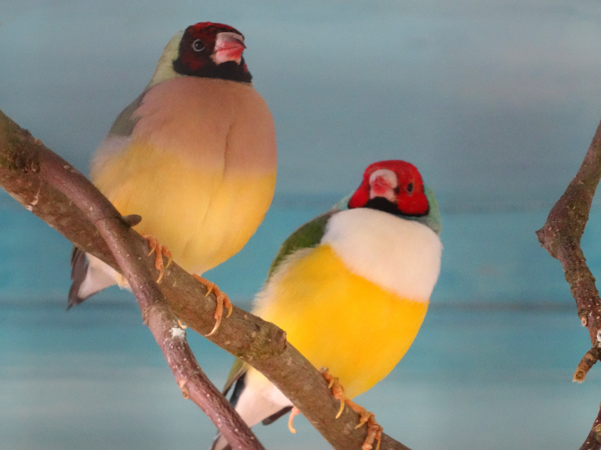 生死一决本期在打一肖是什么动物