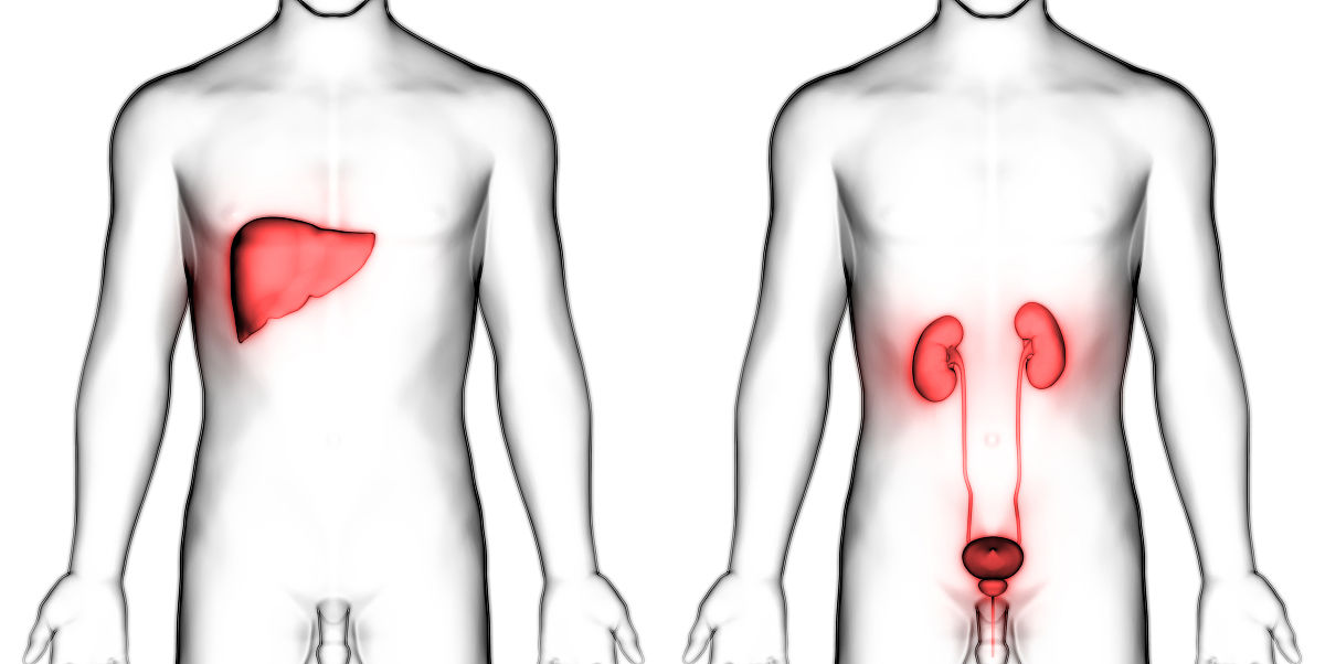 论述山梨酸钾对人体的危害500字