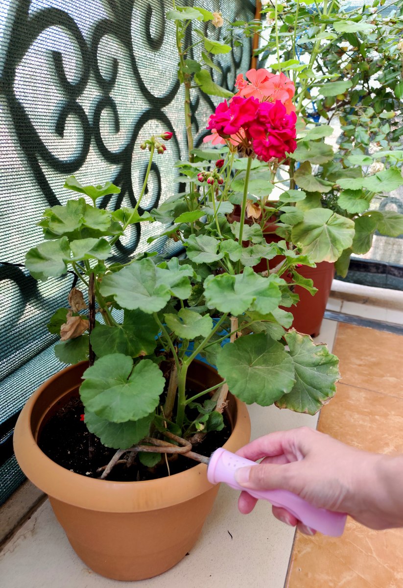 果汁阳台月季开花后养护指南：掉色问题解决方案