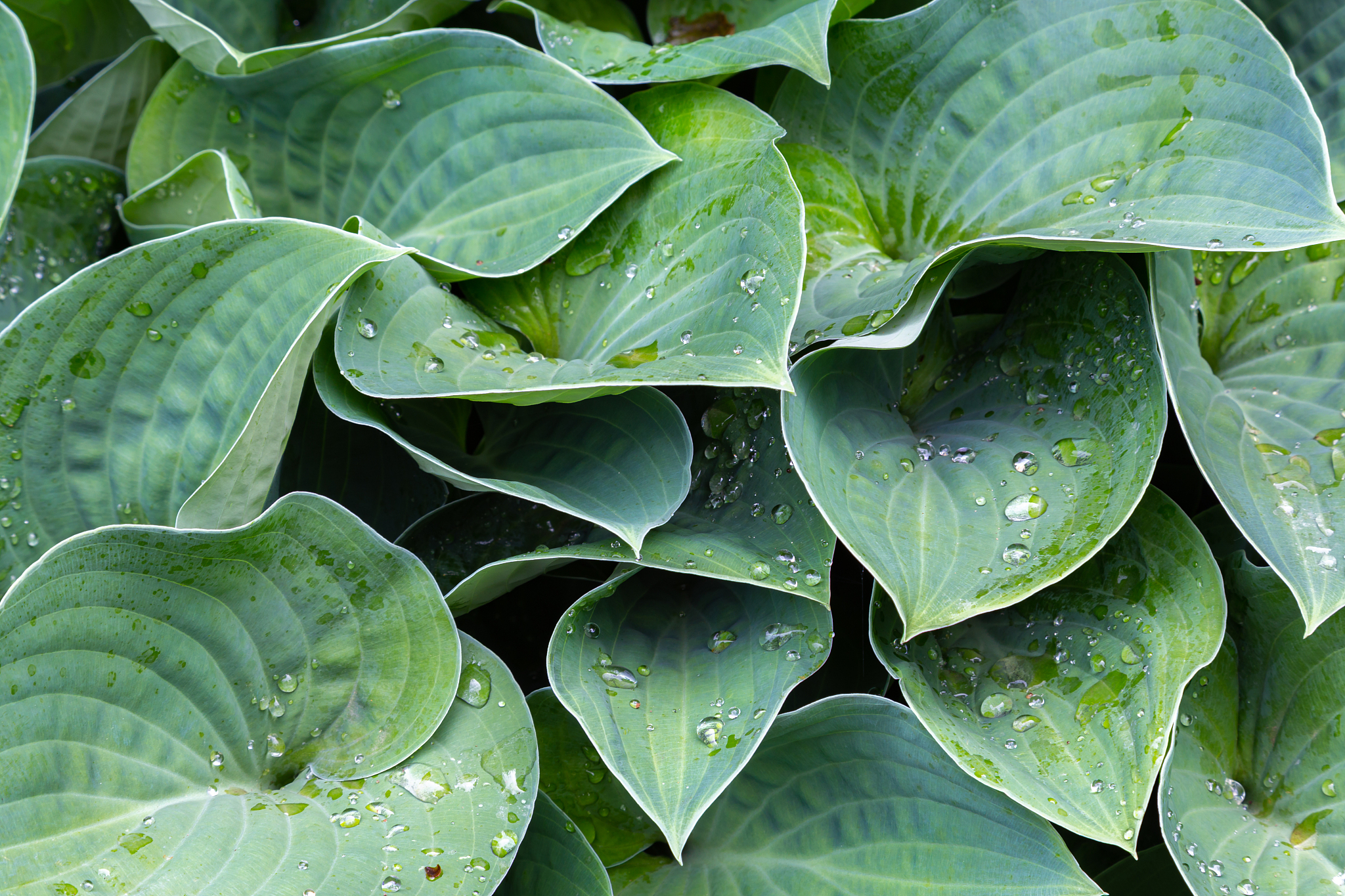 fresh hosta leaves