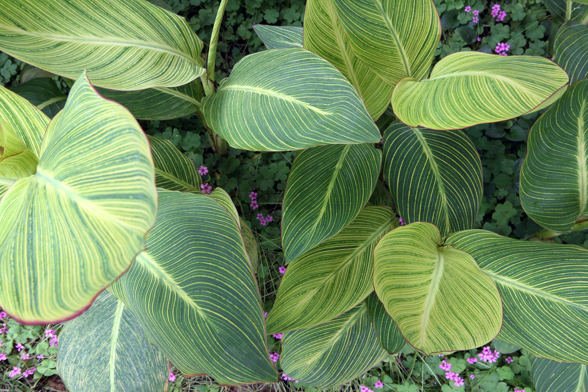 green leafs
