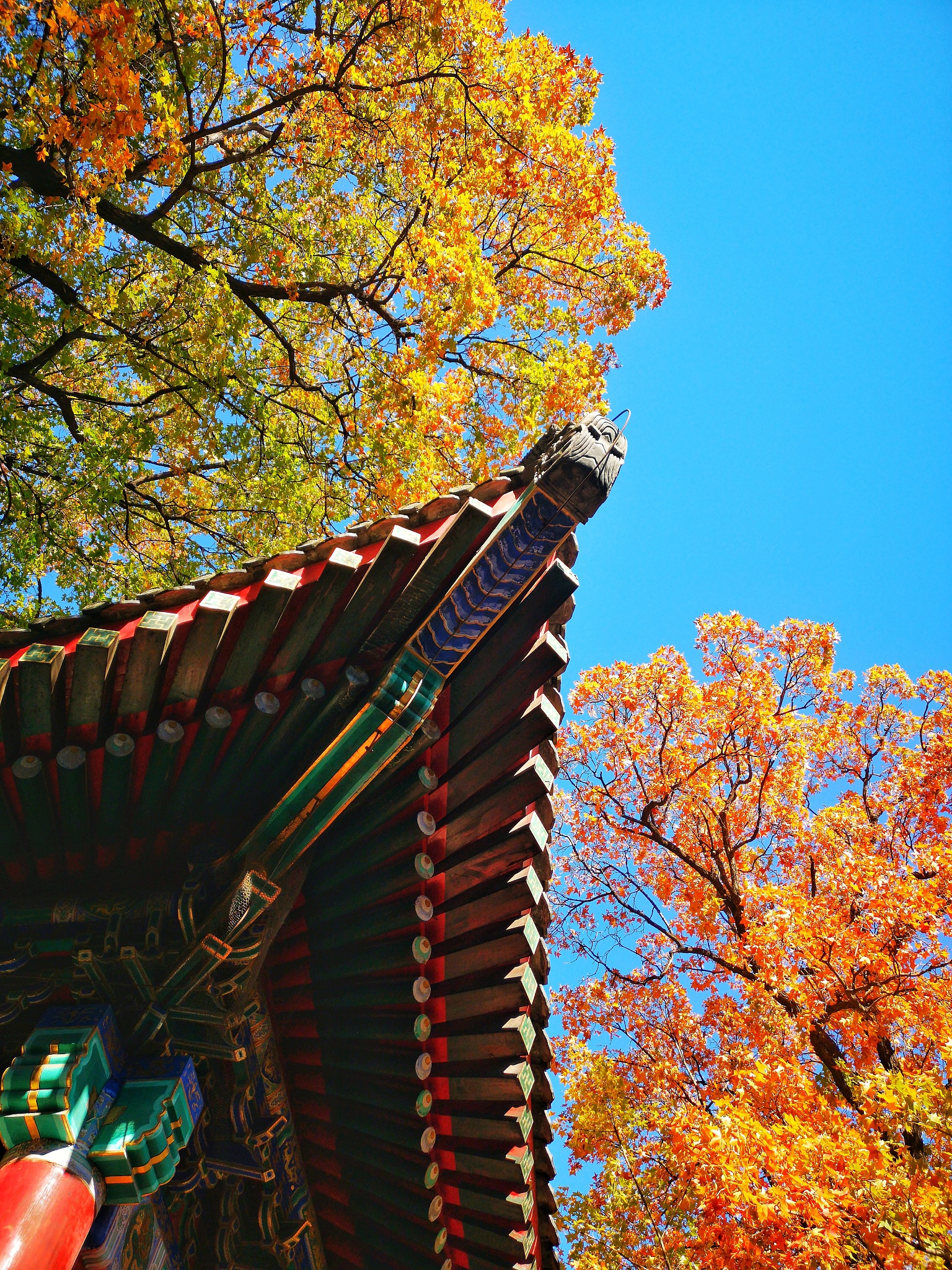 故都的秋作者是？带你走进诗情画意的金秋