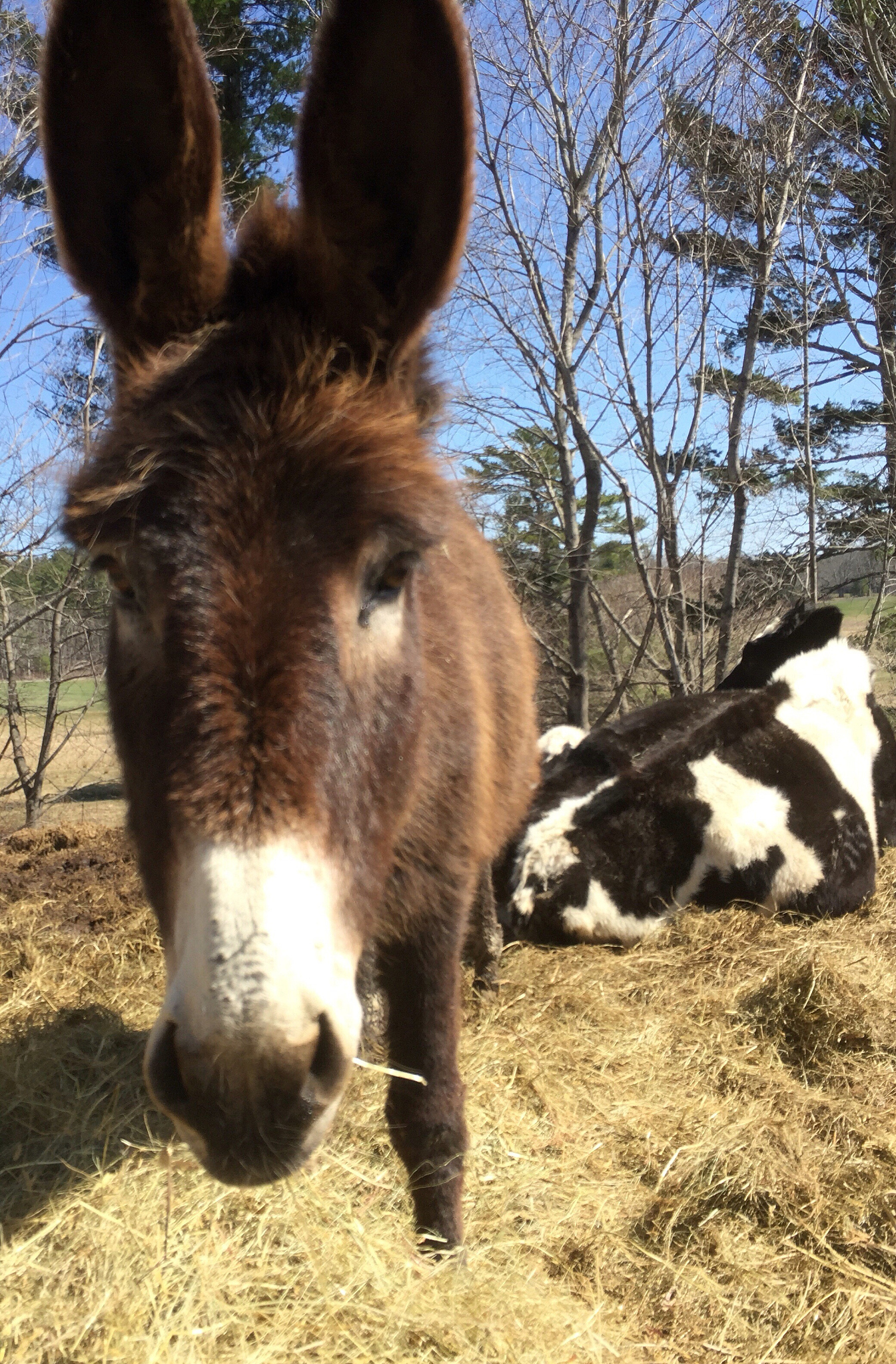 donkey on field